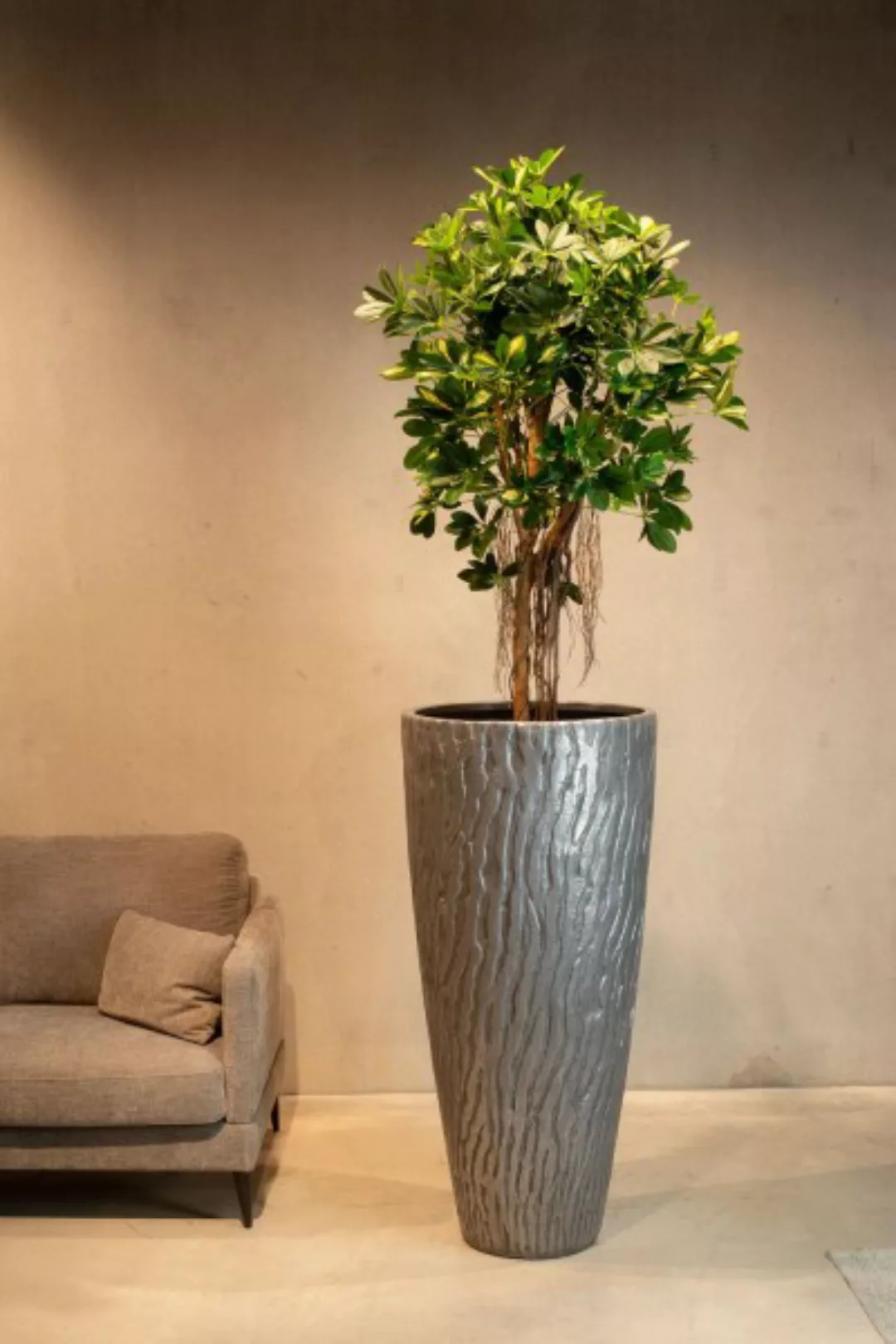 Strahlenaralie - Schefflera actinophylla Kunstpflanze, 150 cm günstig online kaufen