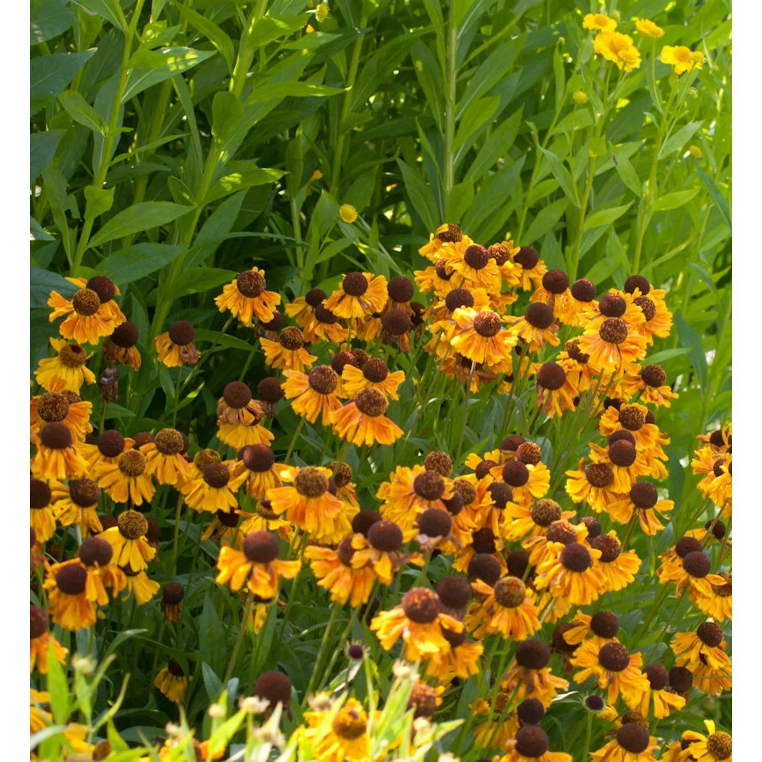 Sonnenbraut Wyndley - Helenium cultorum günstig online kaufen