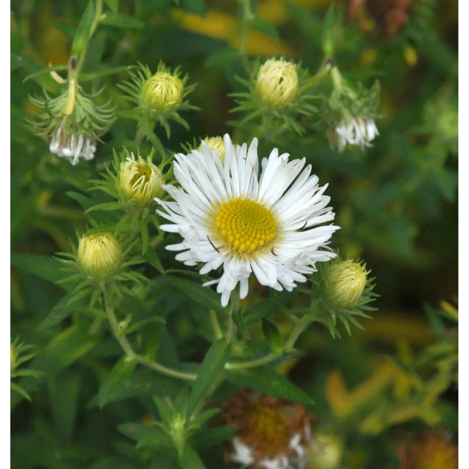 Wild Aster Starshine - Aster ageratoides günstig online kaufen