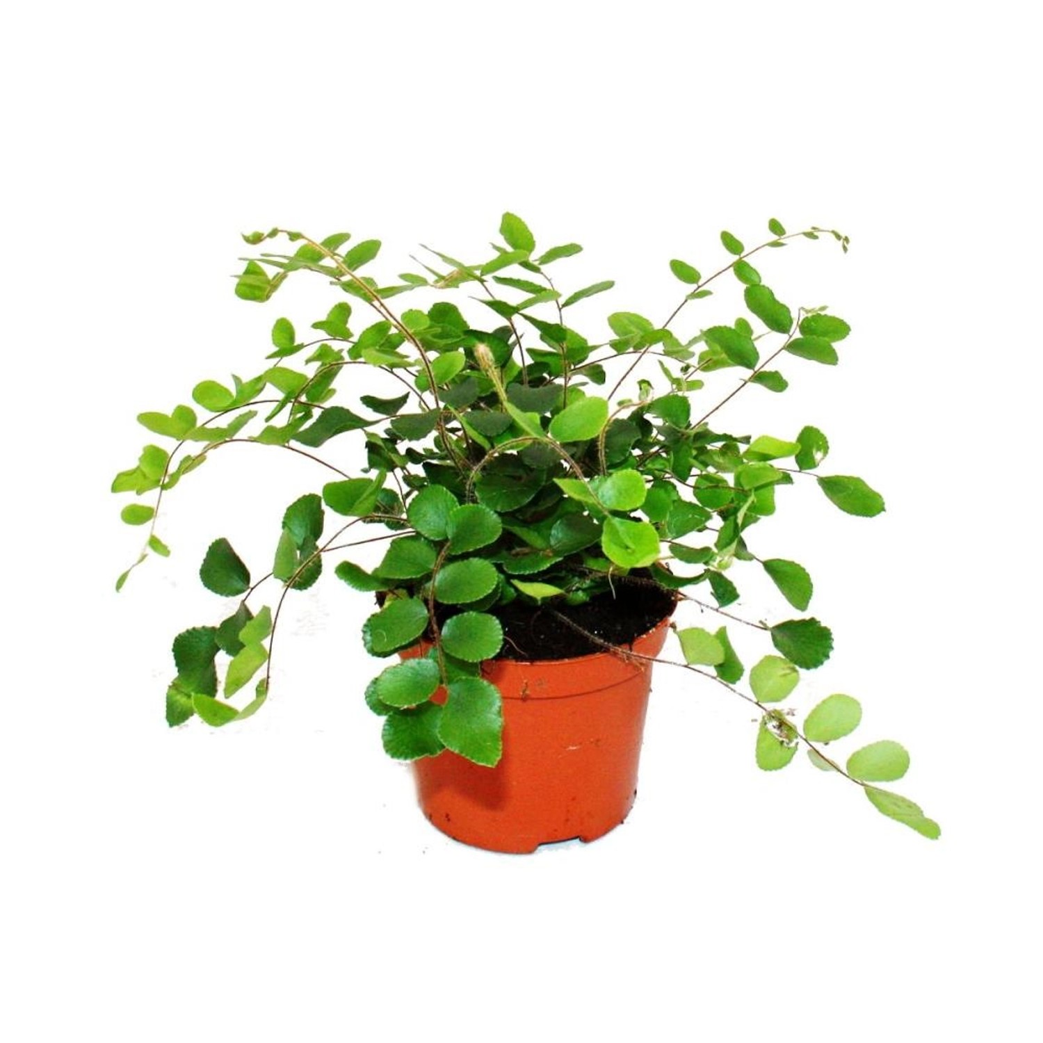 Exotenherz Pellaea Rotundifolia Pelle Oder Urweltfarn 9cm Topf günstig online kaufen