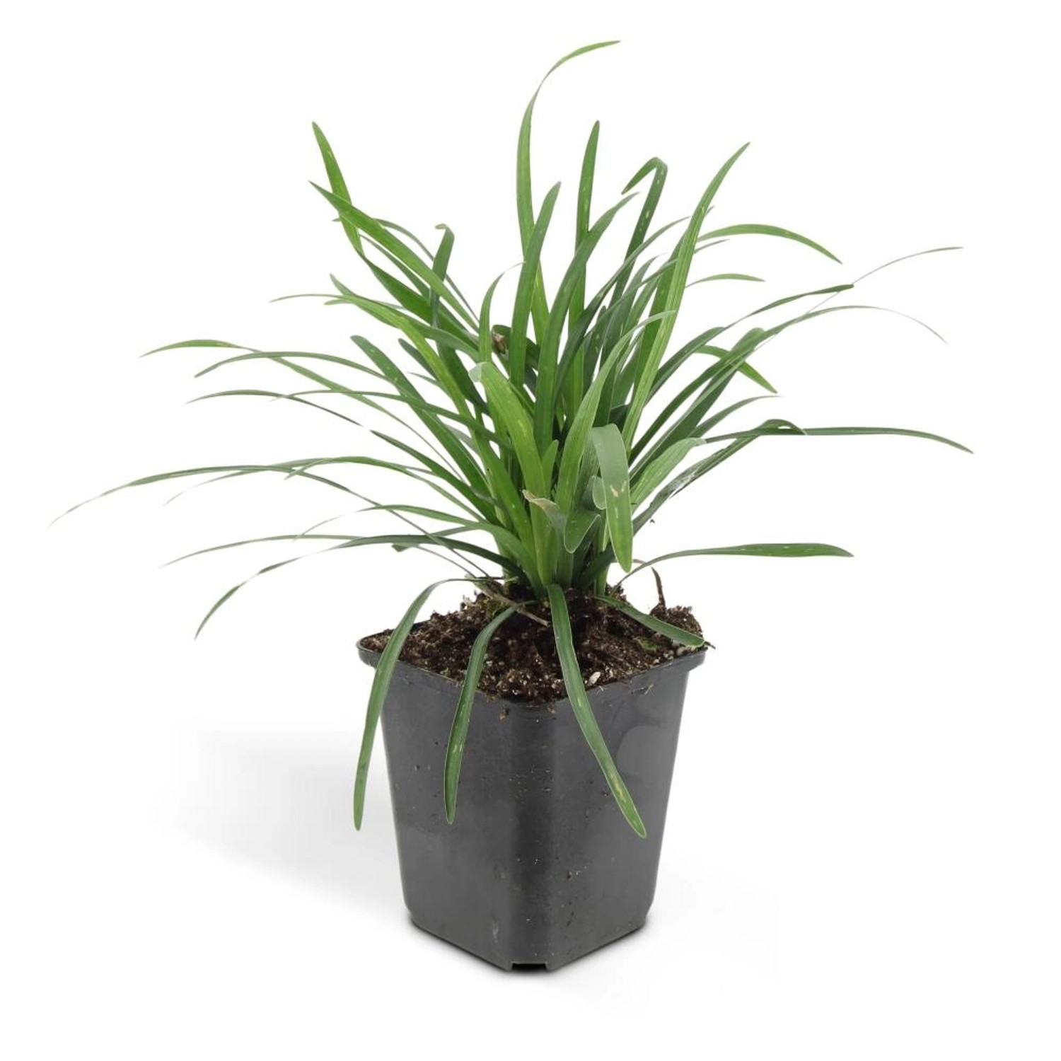 Exotenherz Bodendecker Lilientraube Liriope Muscari Big Blue 9cm Topf Set m günstig online kaufen