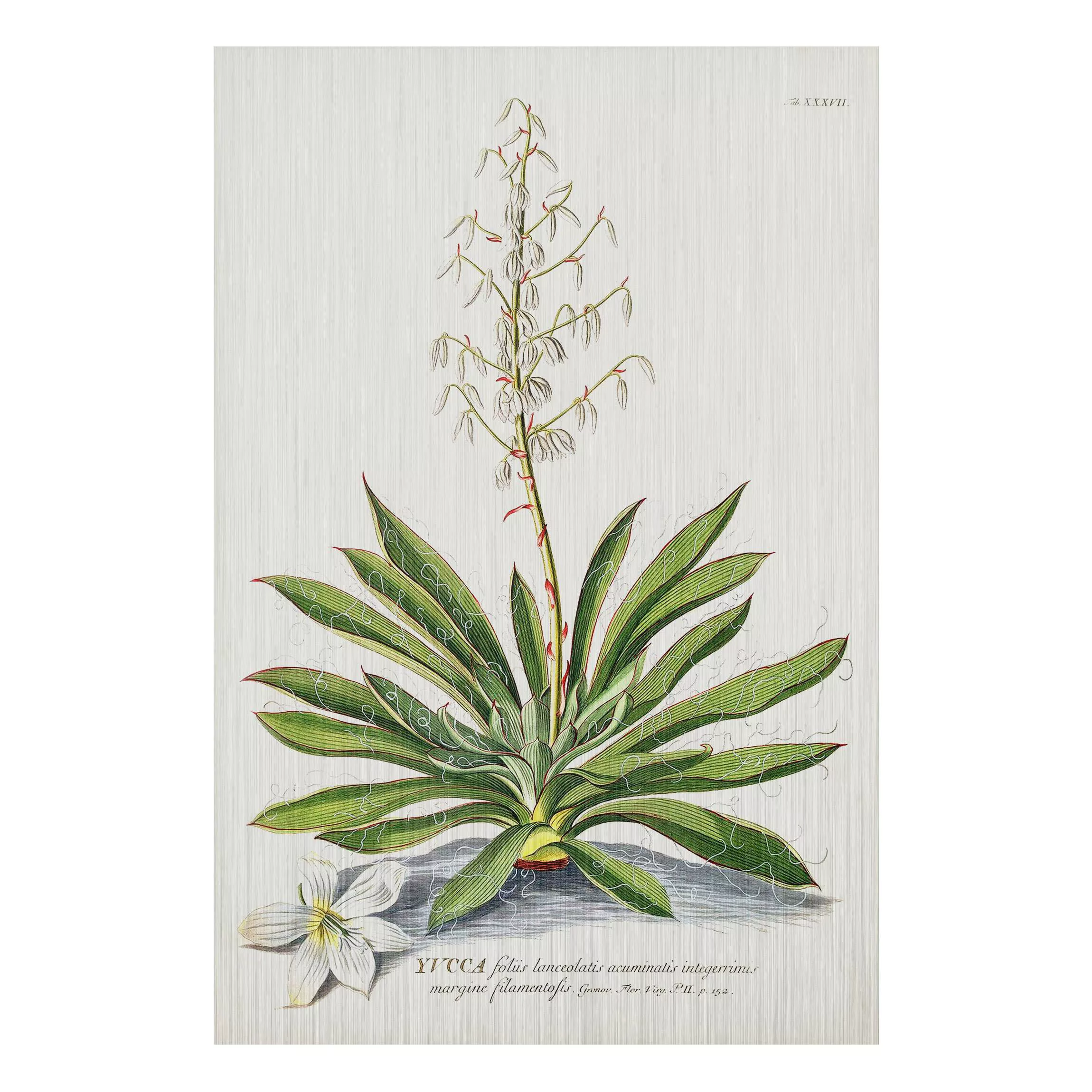 Alu-Dibond Bild Blumen - Hochformat 2:3 Vintage Botanik Illustration Yucca günstig online kaufen