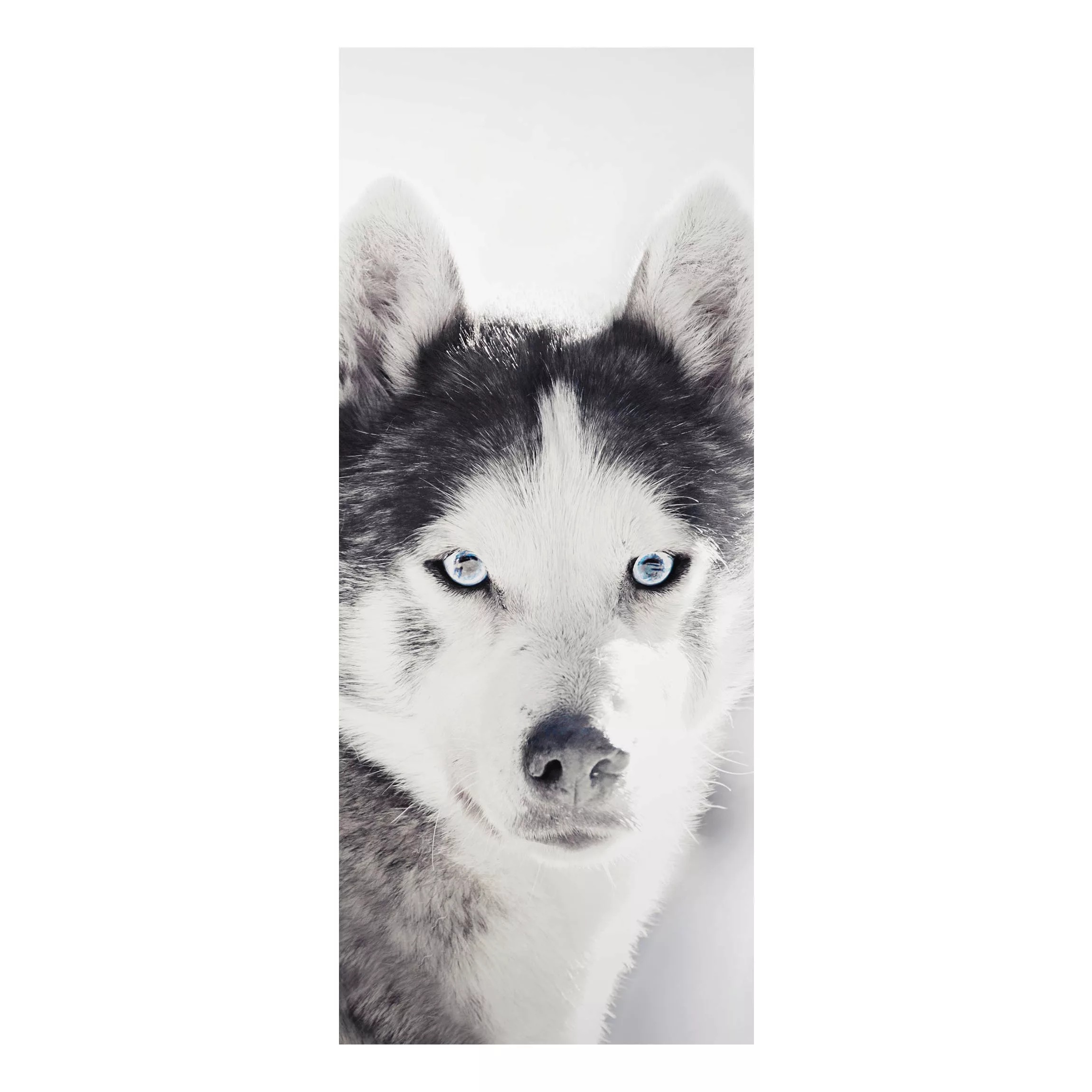 Alu-Dibond Bild Husky Portrait günstig online kaufen