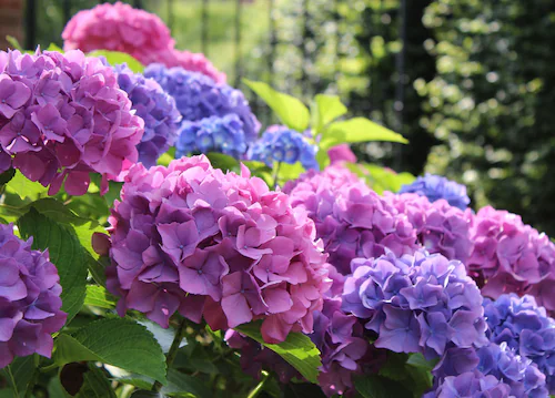 Papermoon Fototapete »Hydrangea Macrophylla« günstig online kaufen