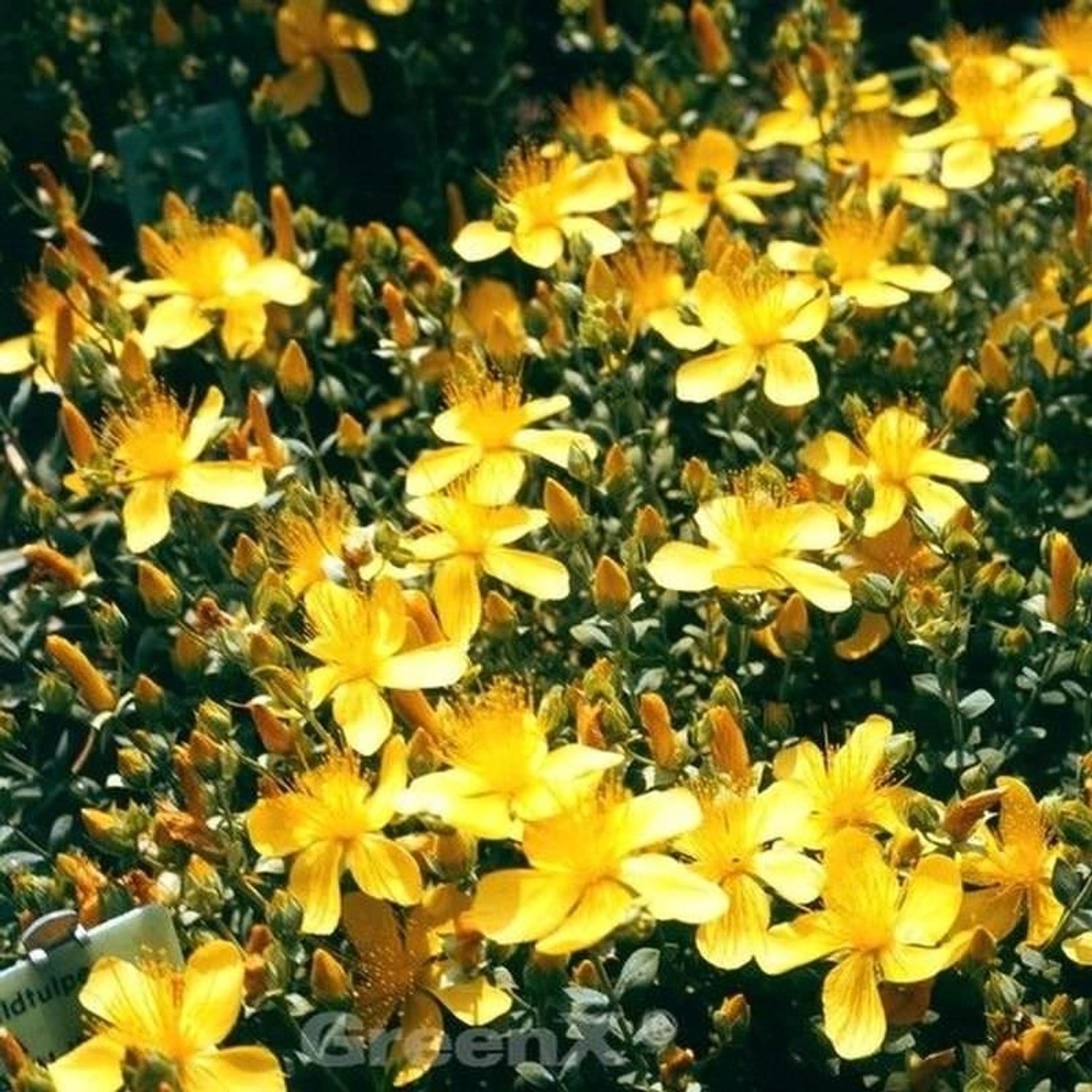 Polster Johanniskraut Grandiflorum - Hypericum polyphyllum günstig online kaufen