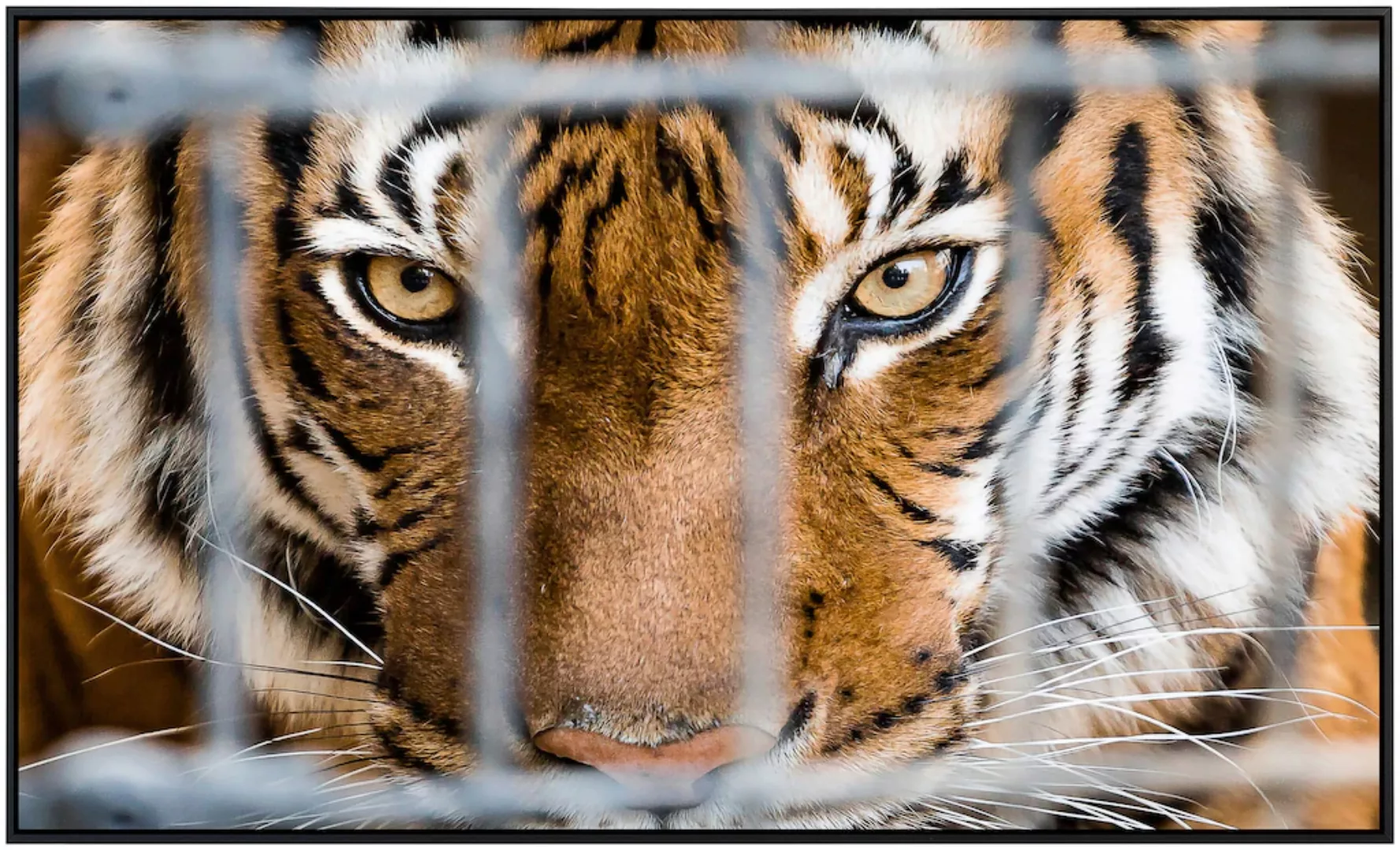 Papermoon Infrarotheizung »Tiger im Käfig« günstig online kaufen