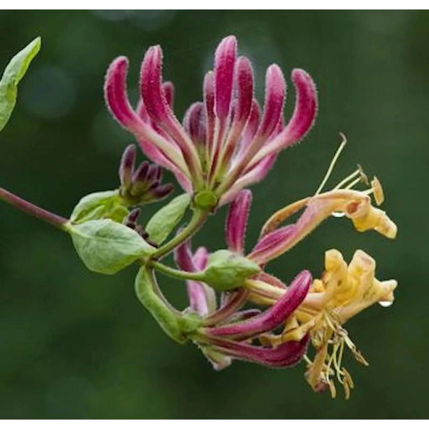 Waldgeisblatt Serotina 40-60cm - Lonicera periclymenum günstig online kaufen