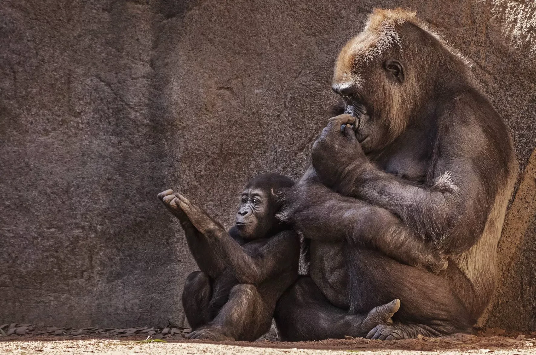 Wandkraft | Wanddekoration Gorillas günstig online kaufen