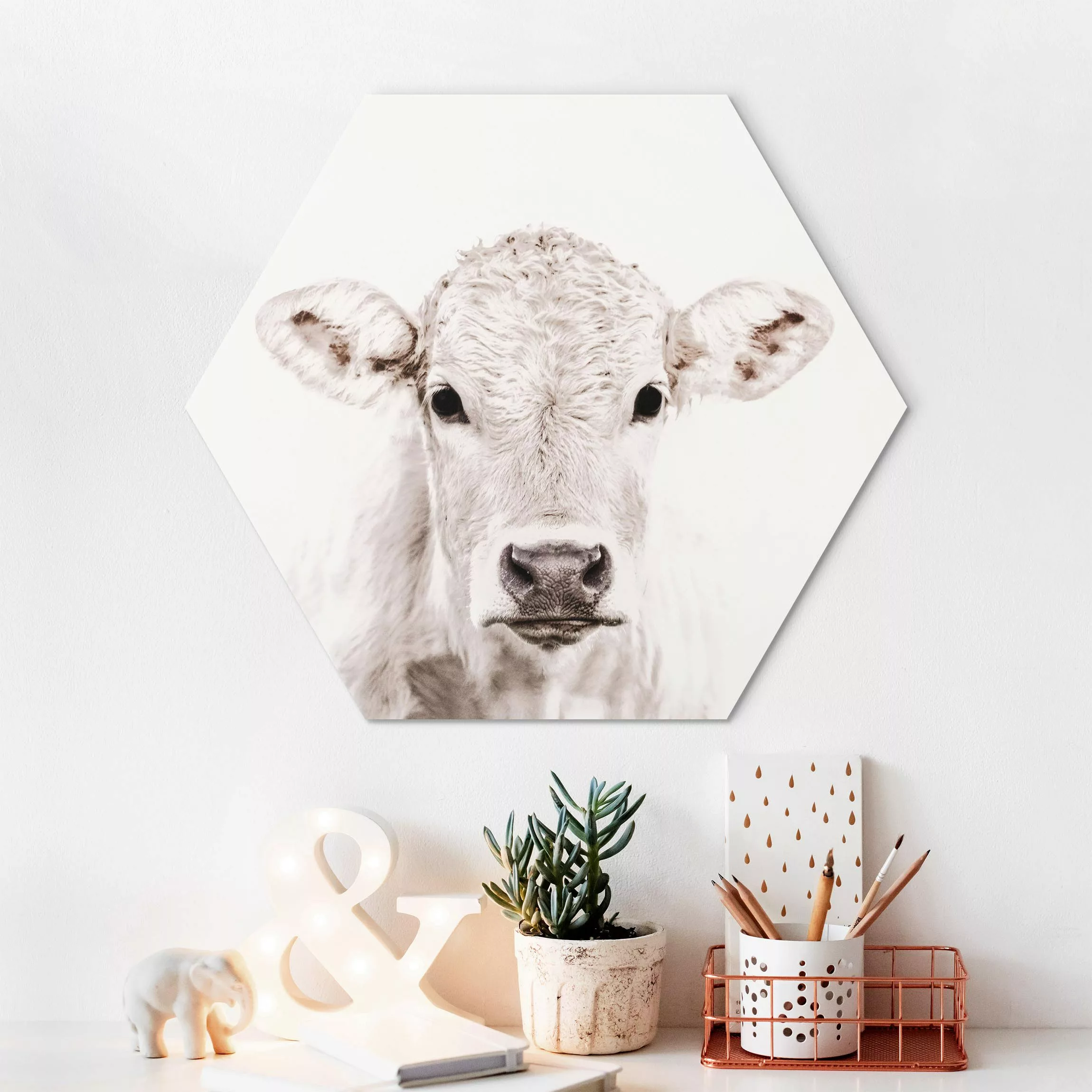 Hexagon-Alu-Dibond Bild Weißes Kalb günstig online kaufen