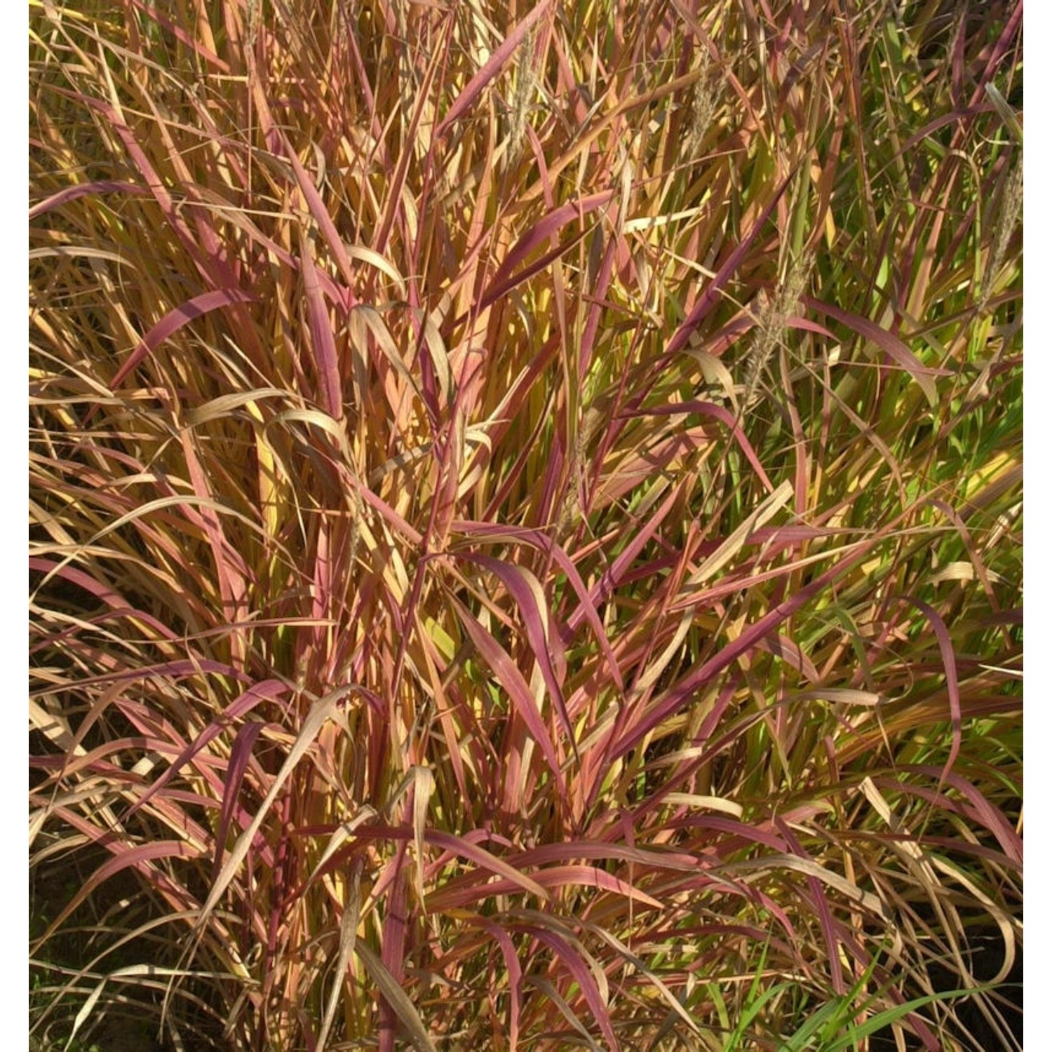 Chinaschilf Dronning Ingrid - Miscanthus sinensis günstig online kaufen