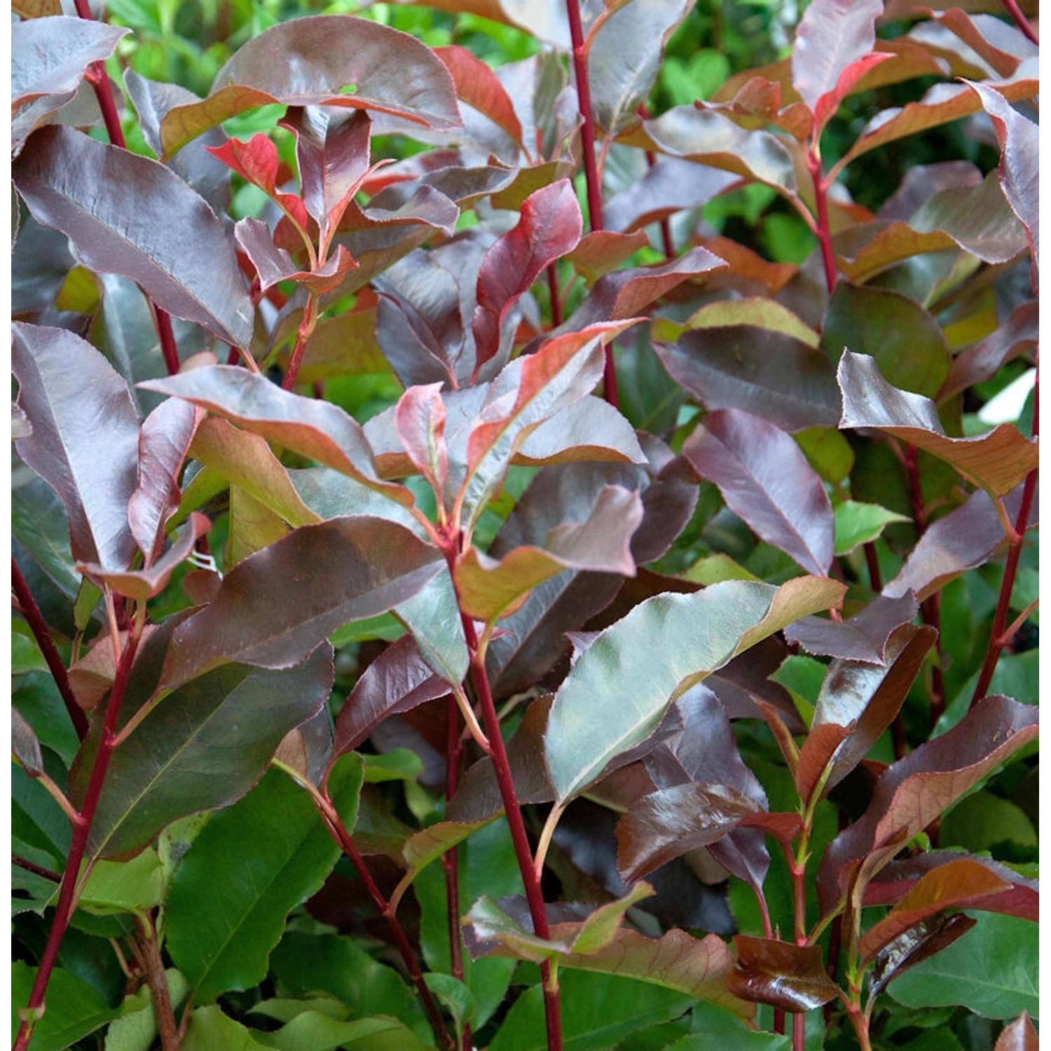 Glanzmispel Little Perfecta 30-40cm - Photinia fraseri günstig online kaufen