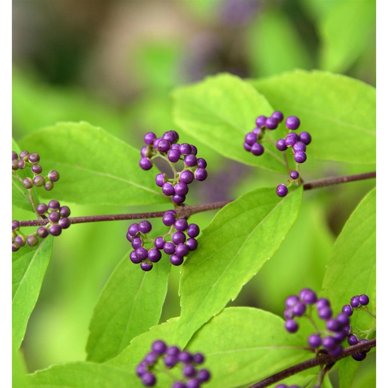 Purpur Schönfrucht Issai 40-60cm - Callicarpa dichotoma günstig online kaufen