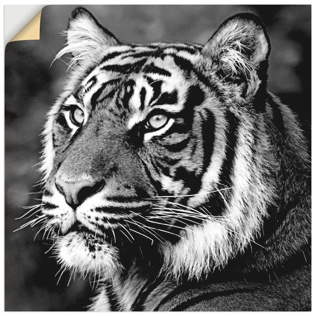 Artland Wandbild "Tiger", Wildtiere, (1 St.) günstig online kaufen