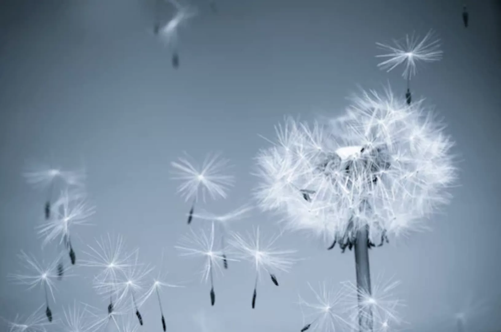 Papermoon Fototapete »Dandelion in the Wind« günstig online kaufen