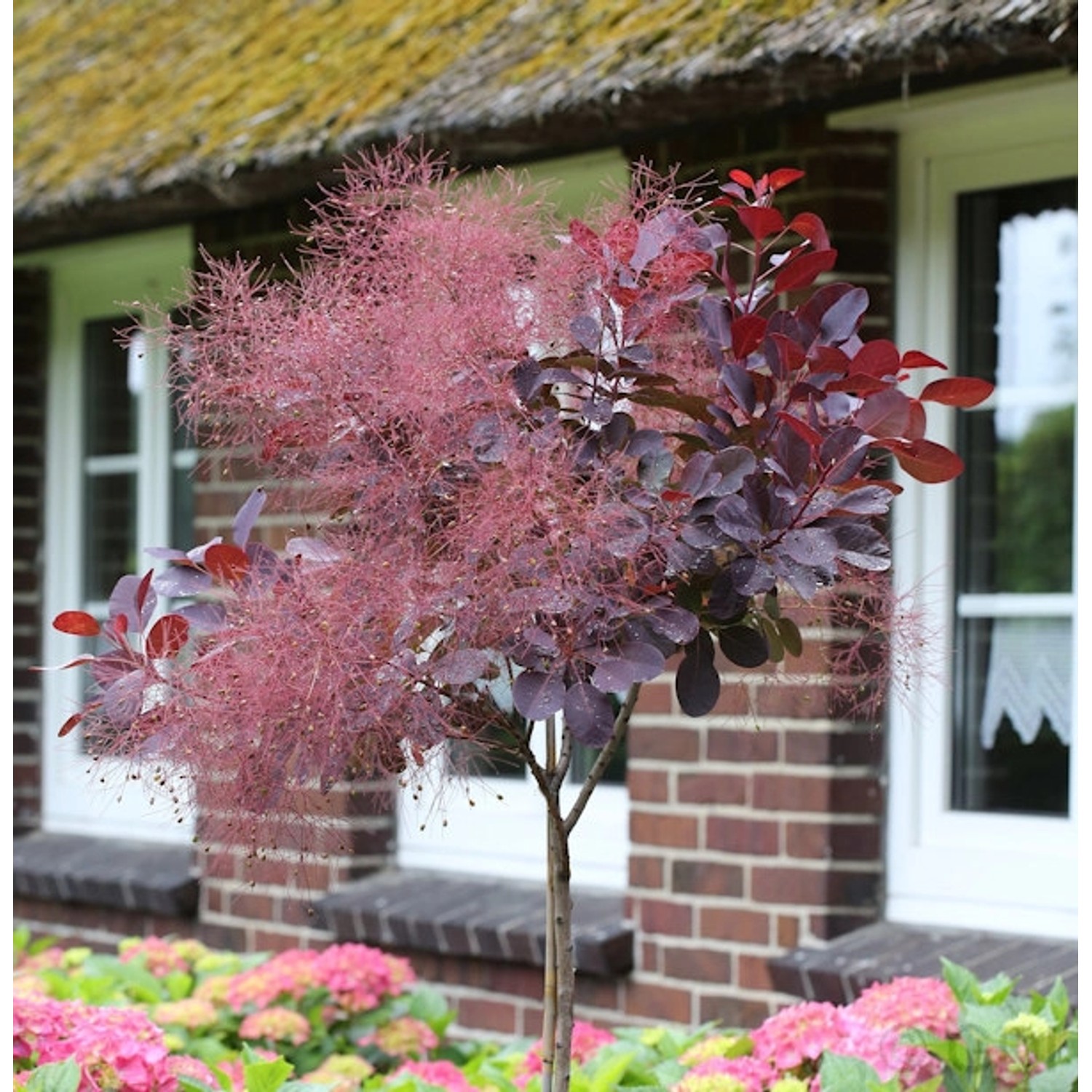 Hochstamm Perückenstrauch Royal Purple 100-125cm - Cotinus coggygria günstig online kaufen