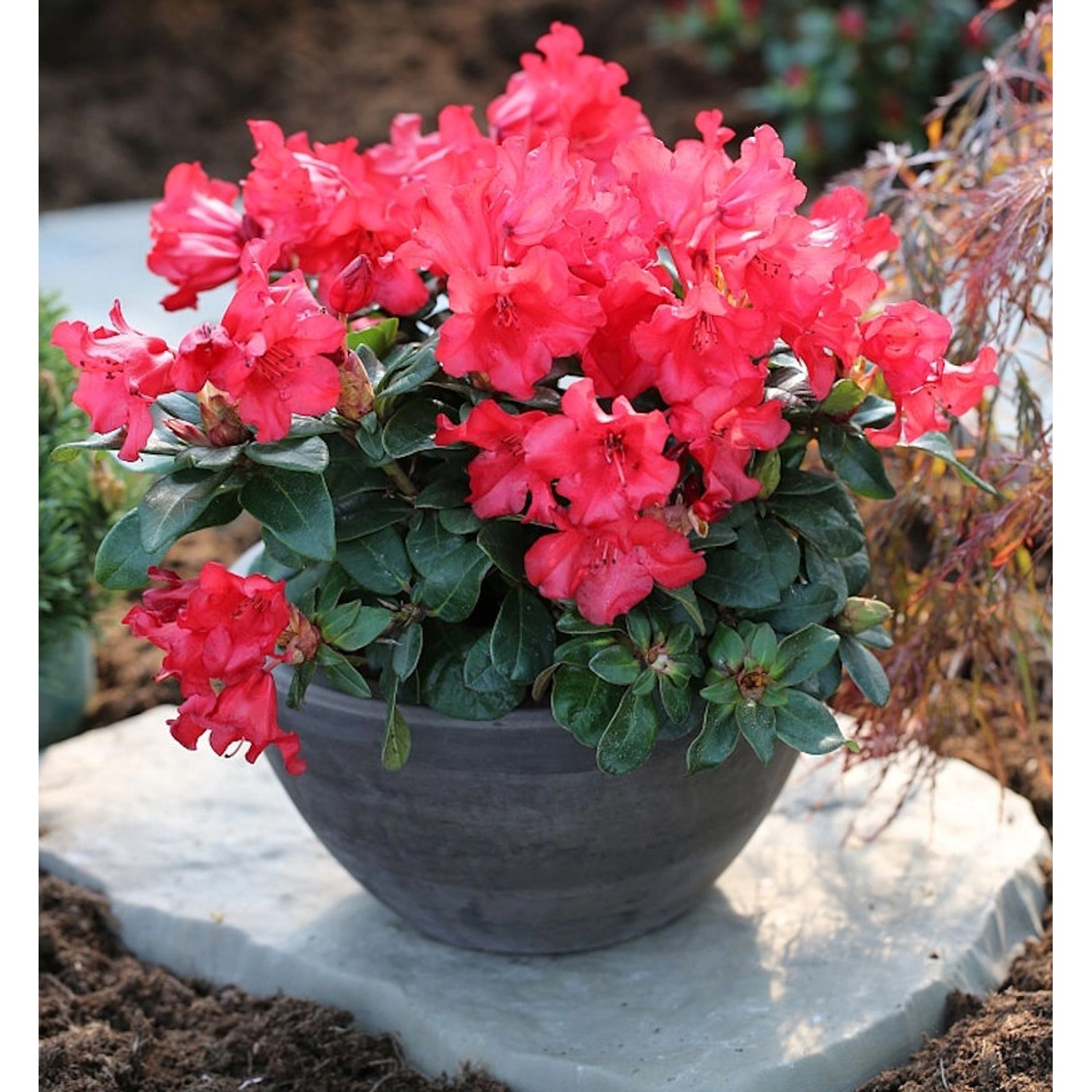 Zwerg Rhododendron Bad Eilsen 30-40cm - Rhododendron repens günstig online kaufen