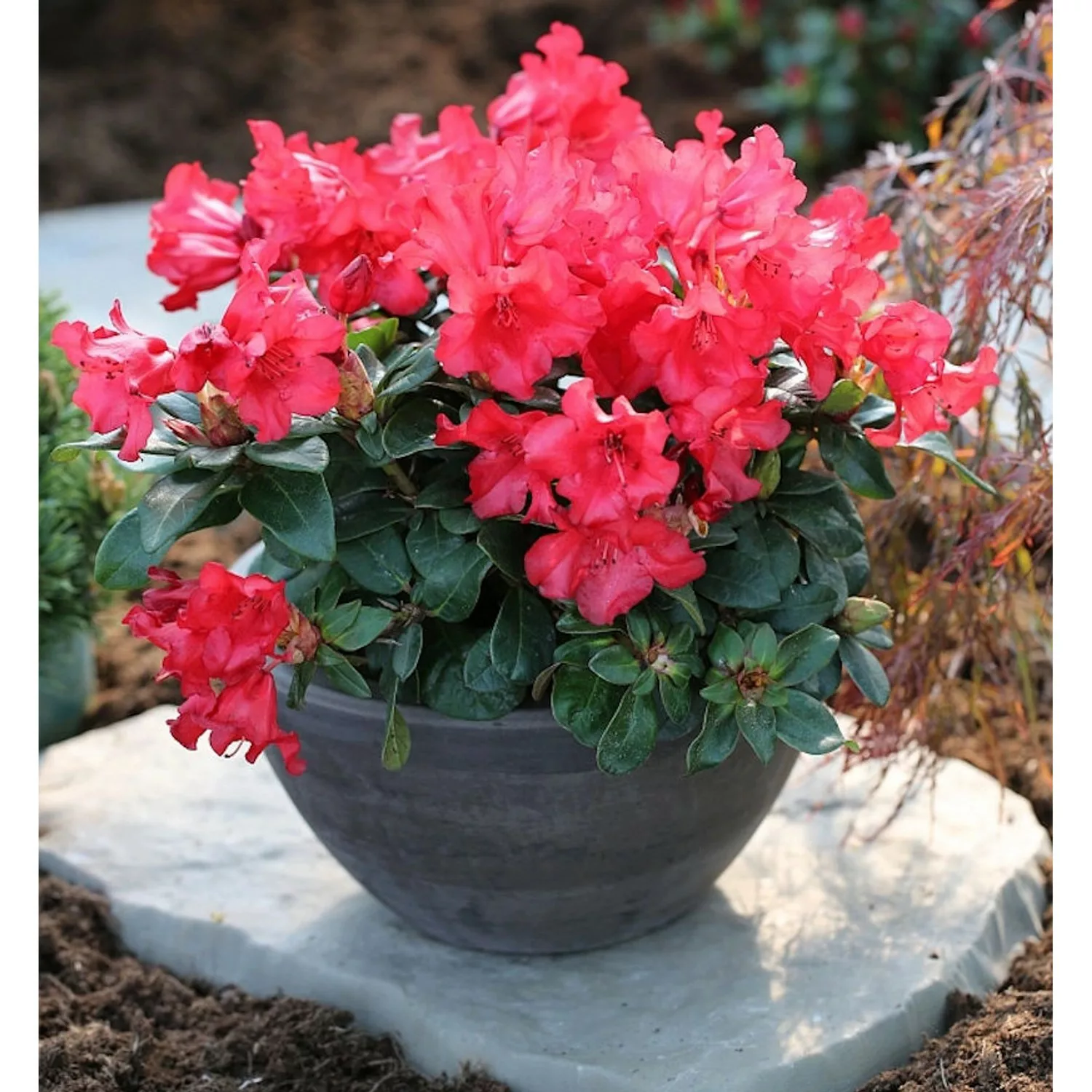 Zwerg Rhododendron Bad Eilsen 30-40cm - Rhododendron repens günstig online kaufen