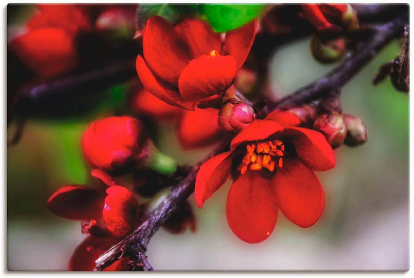Artland Wandbild »Quittenblüte II«, Blumen, (1 St.), als Alubild, Outdoorbi günstig online kaufen