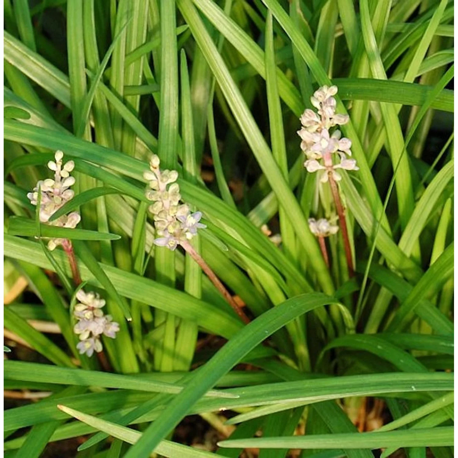 Lilienschwertel Liriope - Liriope spicata günstig online kaufen