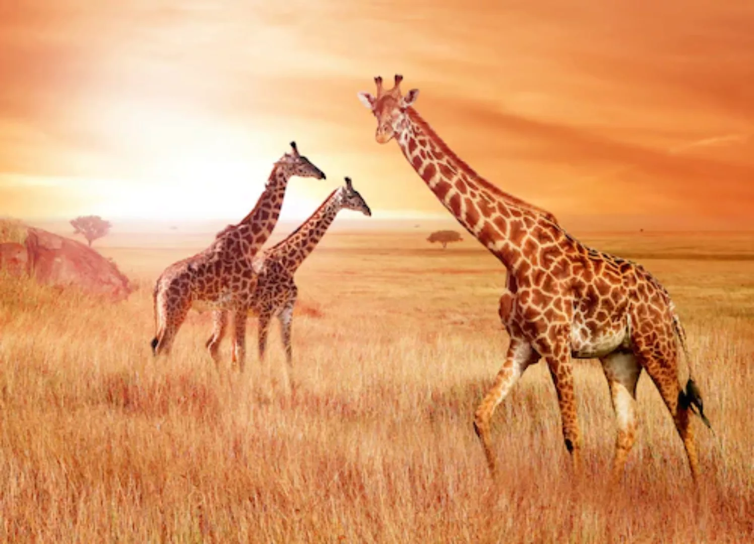 Papermoon Fototapete »African Giraffes« günstig online kaufen
