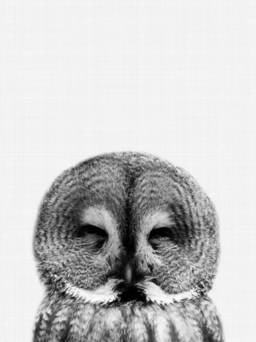 Poster / Leinwandbild - Owl (Black And White) günstig online kaufen