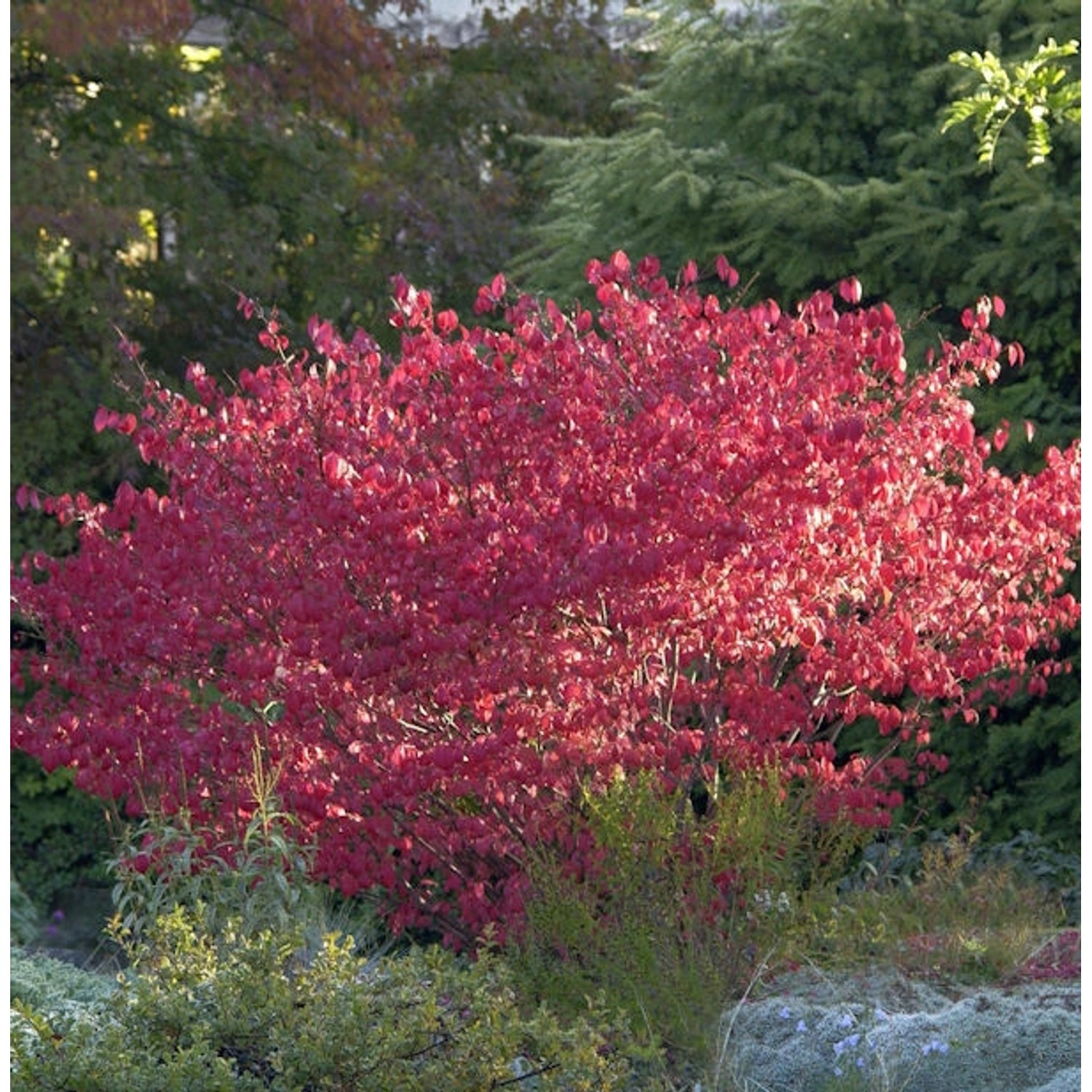 Korkflügelstrauch Compactus 40-60cm - Euonymus alatus günstig online kaufen