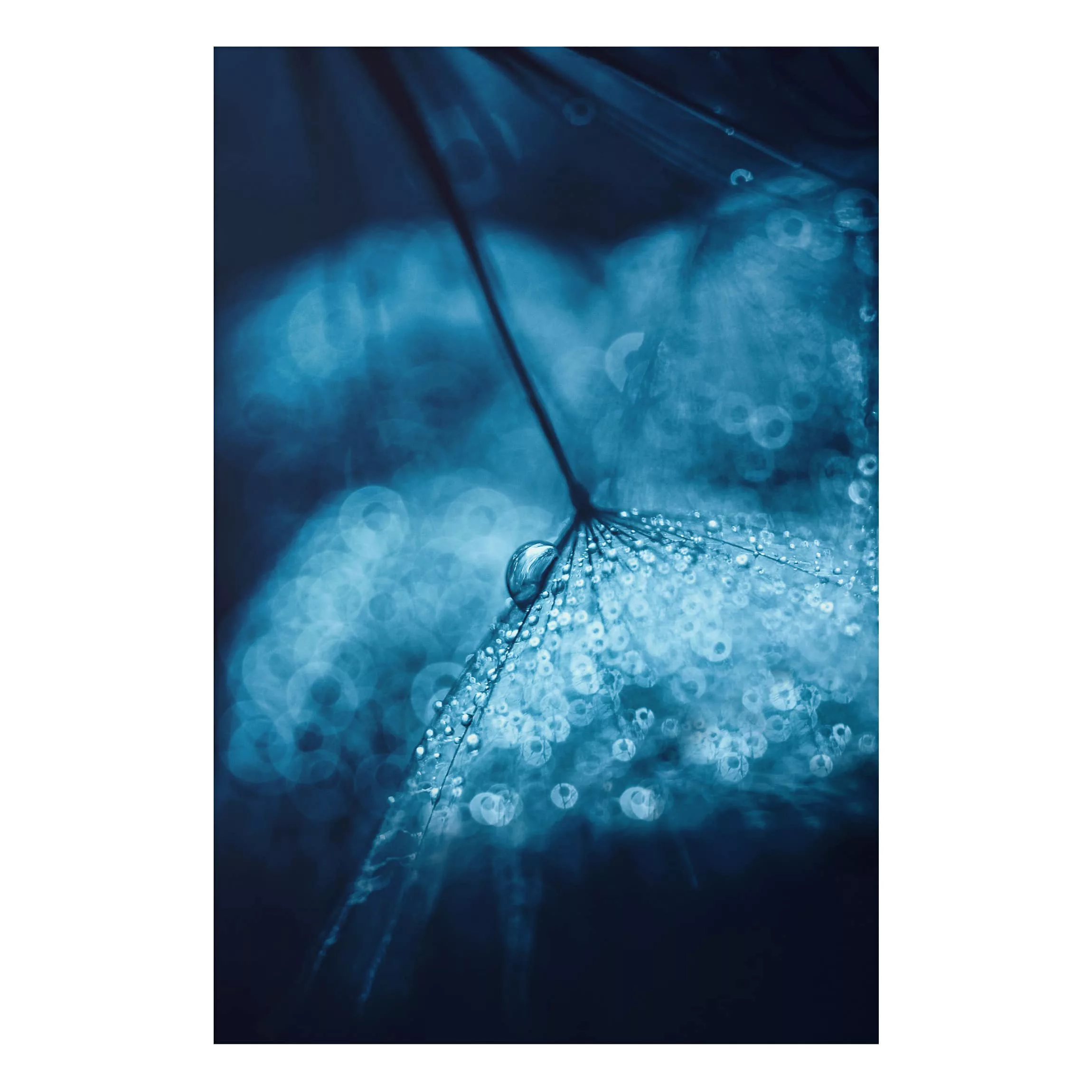 Alu-Dibond Bild Blumen - Hochformat 2:3 Blaue Pusteblume im Regen günstig online kaufen