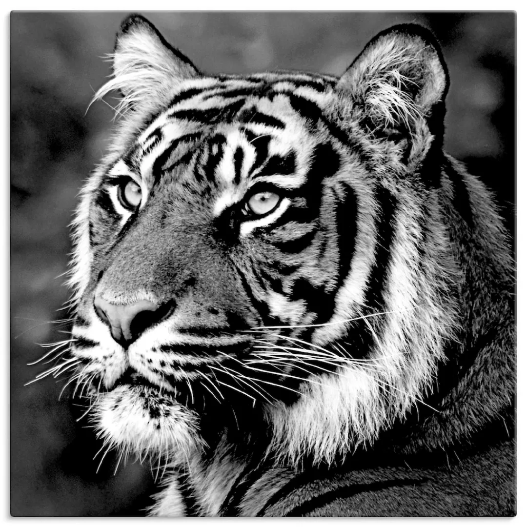 Artland Wandbild "Tiger", Wildtiere, (1 St.) günstig online kaufen