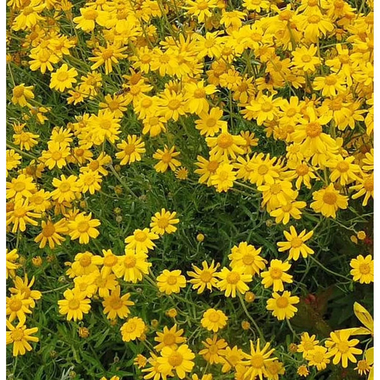 Wüste Goldaster - Eriophyllum lanatum günstig online kaufen