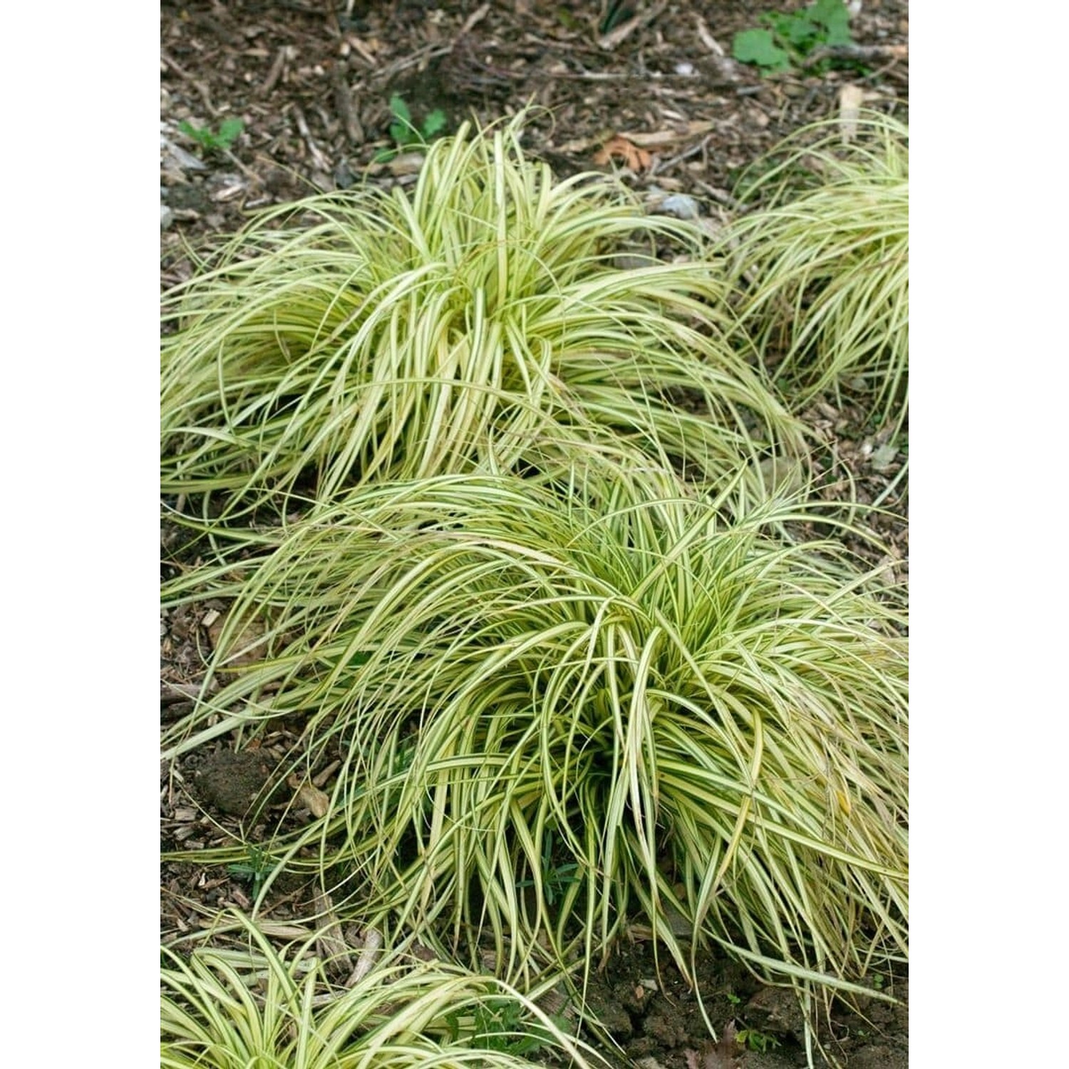 Carex Morrowii Variegata Japan-Segge Grün-Weiß 2-3 Liter Container günstig online kaufen