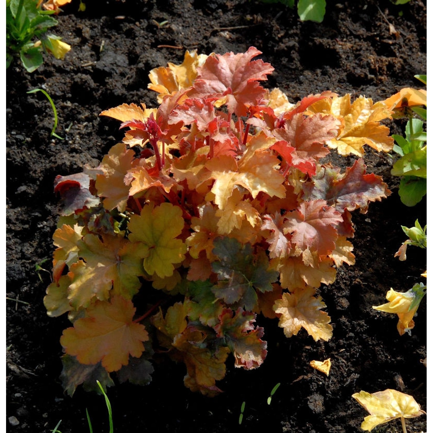 Purpurglöckchen Amber Waves - Heuchera micrantha günstig online kaufen