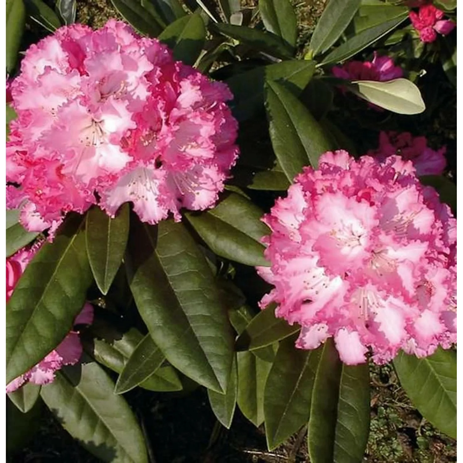 Rhododendron Arabella 30-40cm - Alpenrose günstig online kaufen