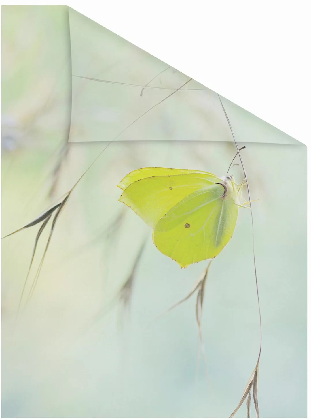 LICHTBLICK ORIGINAL Fensterfolie "Schmetterling Grün", 1 St., blickdicht, s günstig online kaufen