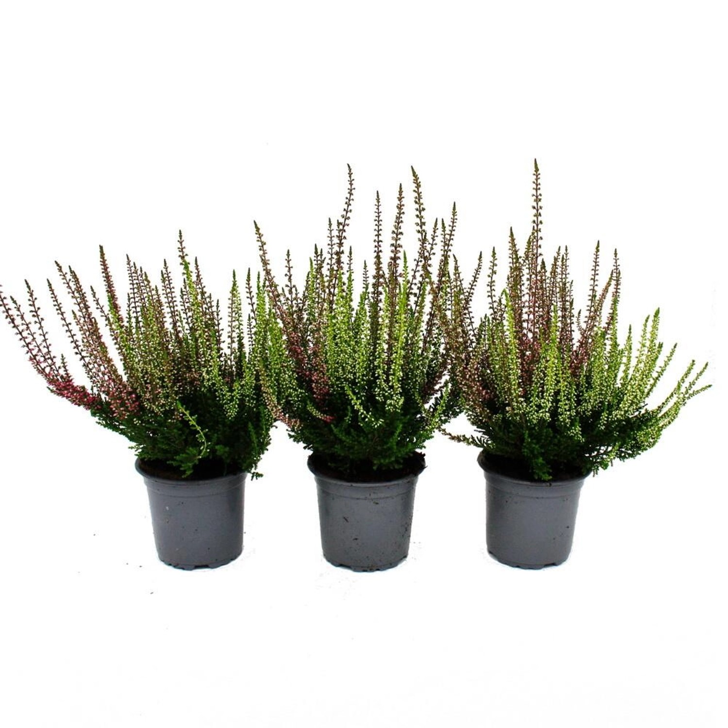 Exotenherz Mehrfarbige Calluna Vulgaris Set mit 3 Pflanzen Besenheide Heide günstig online kaufen