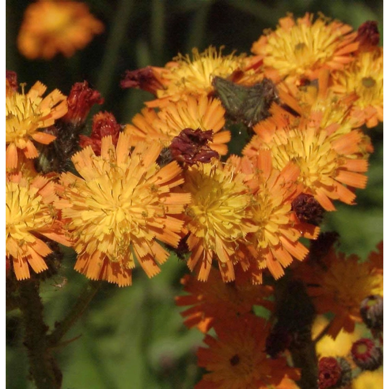 Orangerotes Habichtskraut - Hieracium aurantiacum günstig online kaufen