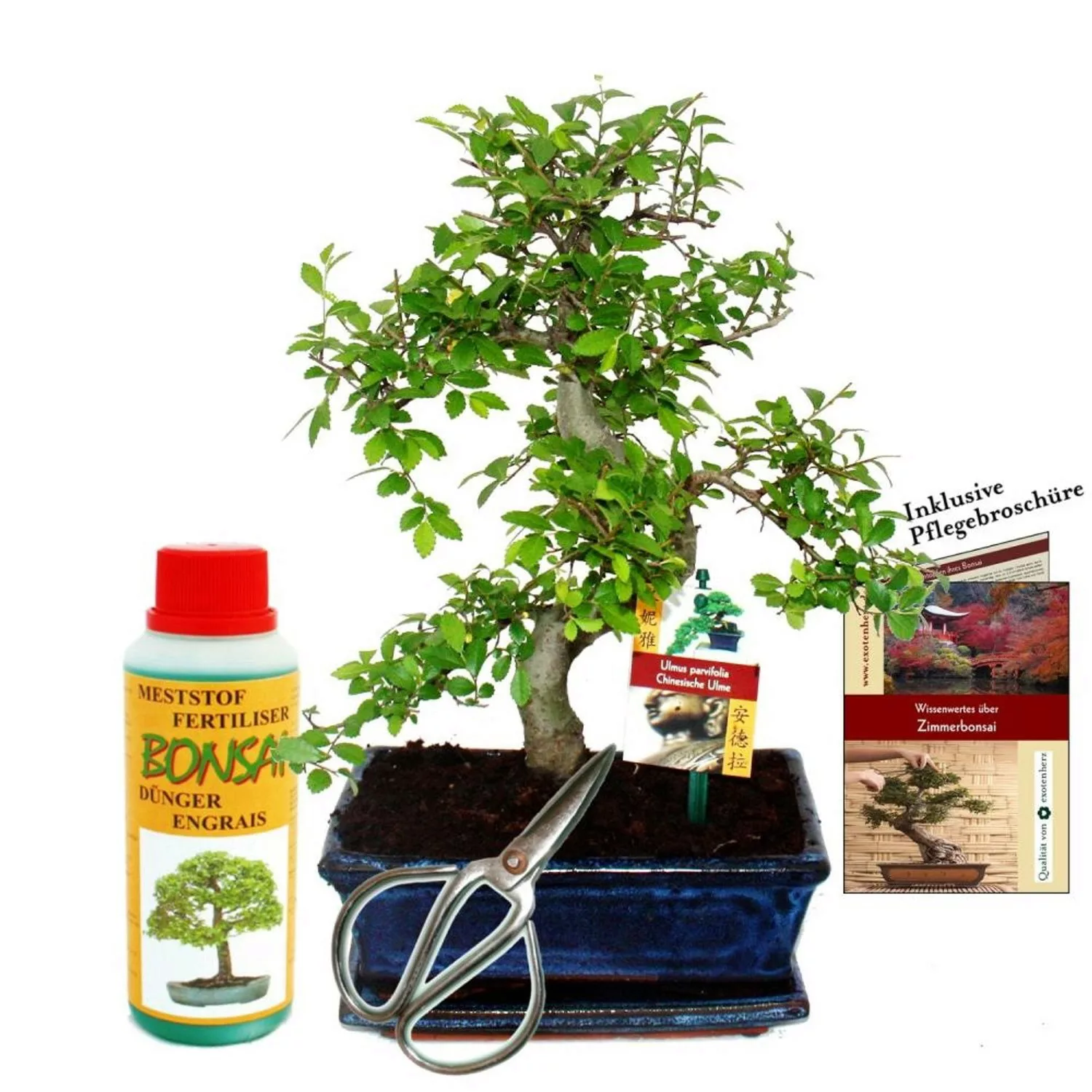 Exotenherz Geschenkset Bonsai Ulmus Chinesische Ulme ca. 8 Jahre Alt Anfäng günstig online kaufen