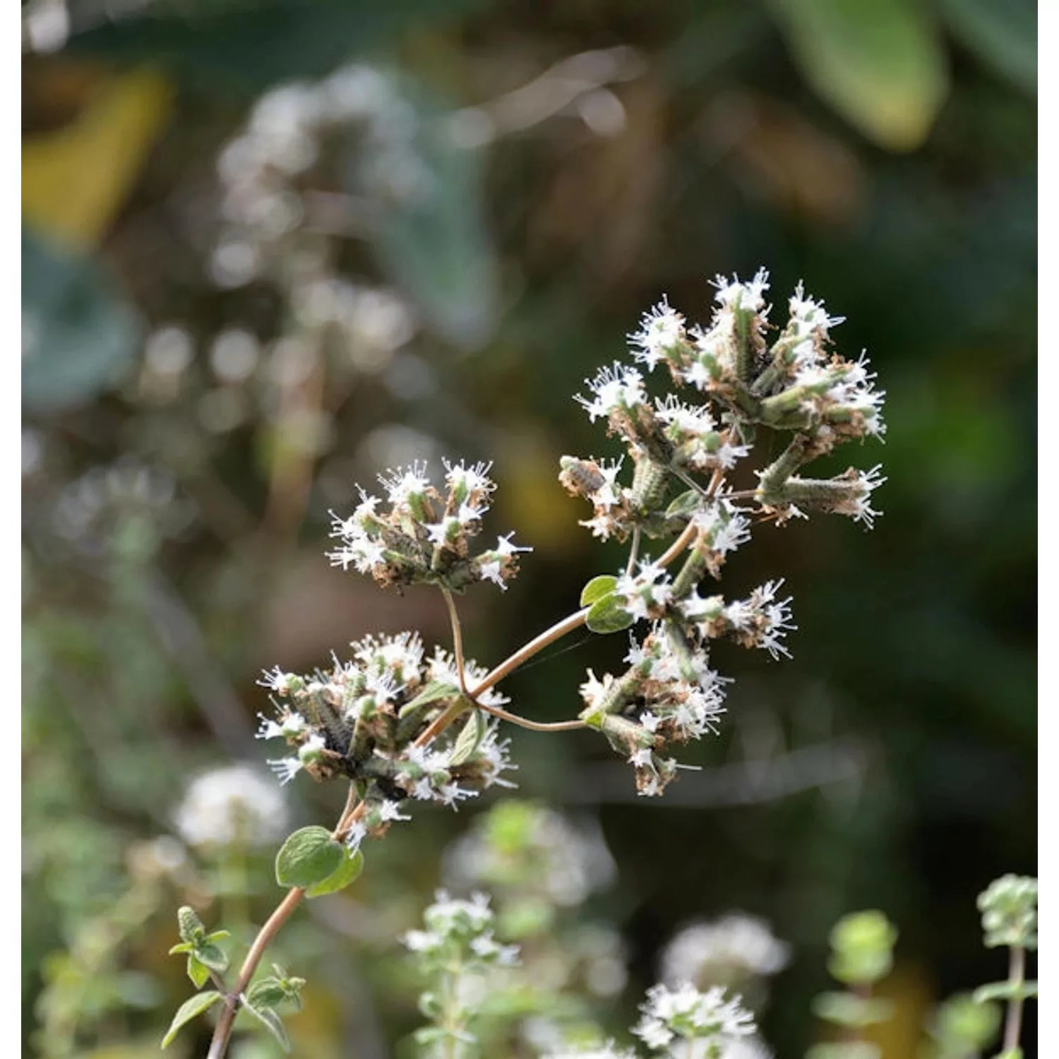 Syrischer Oregano - Origanum syriacum günstig online kaufen