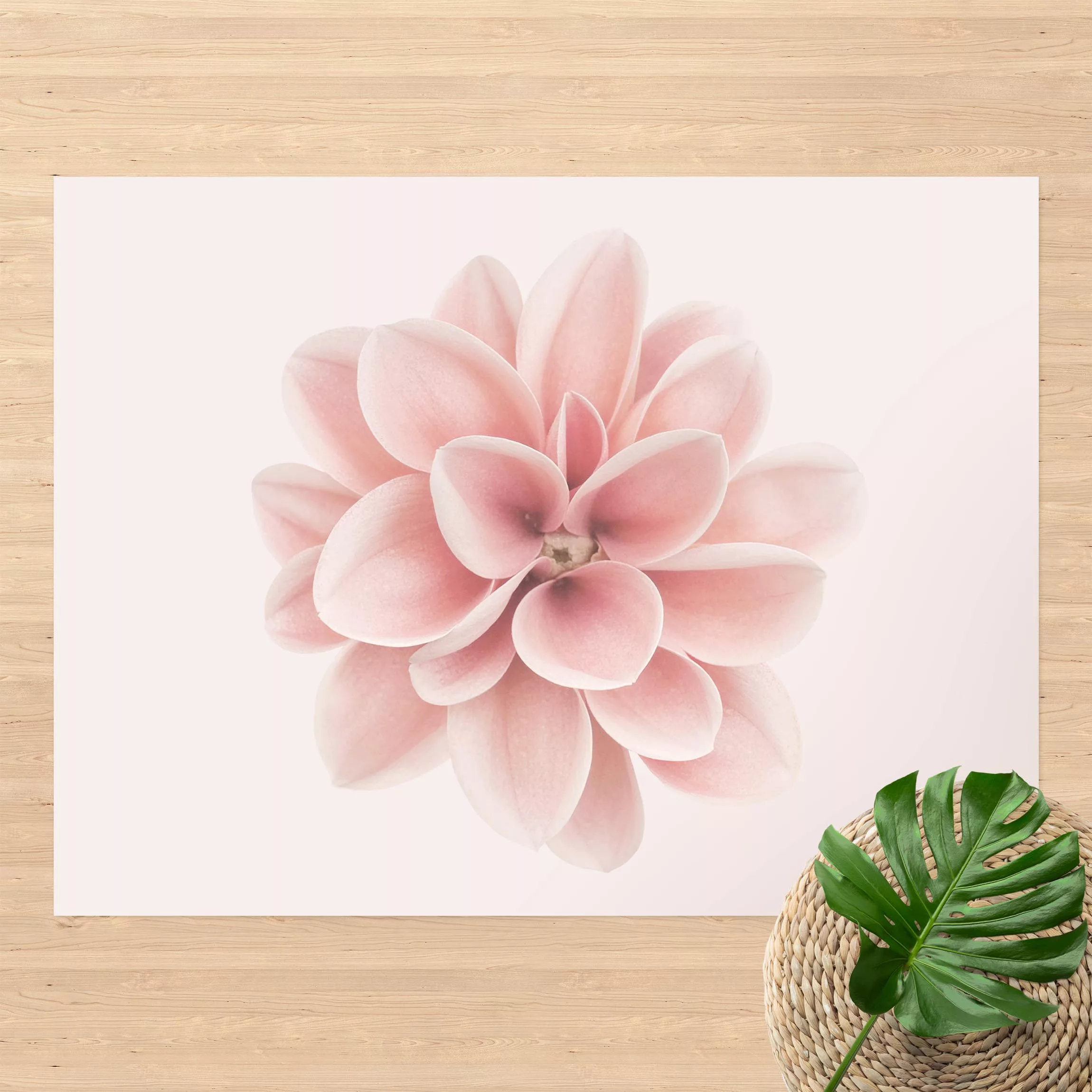 Vinyl-Teppich Dahlie Rosa Pastell Blume Zentriert günstig online kaufen