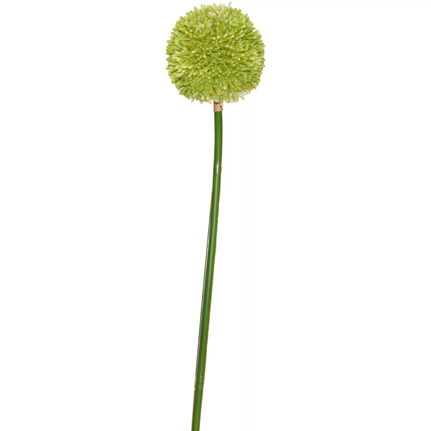 Kunstblume Allium Kugel Cream-Green 70 cm günstig online kaufen