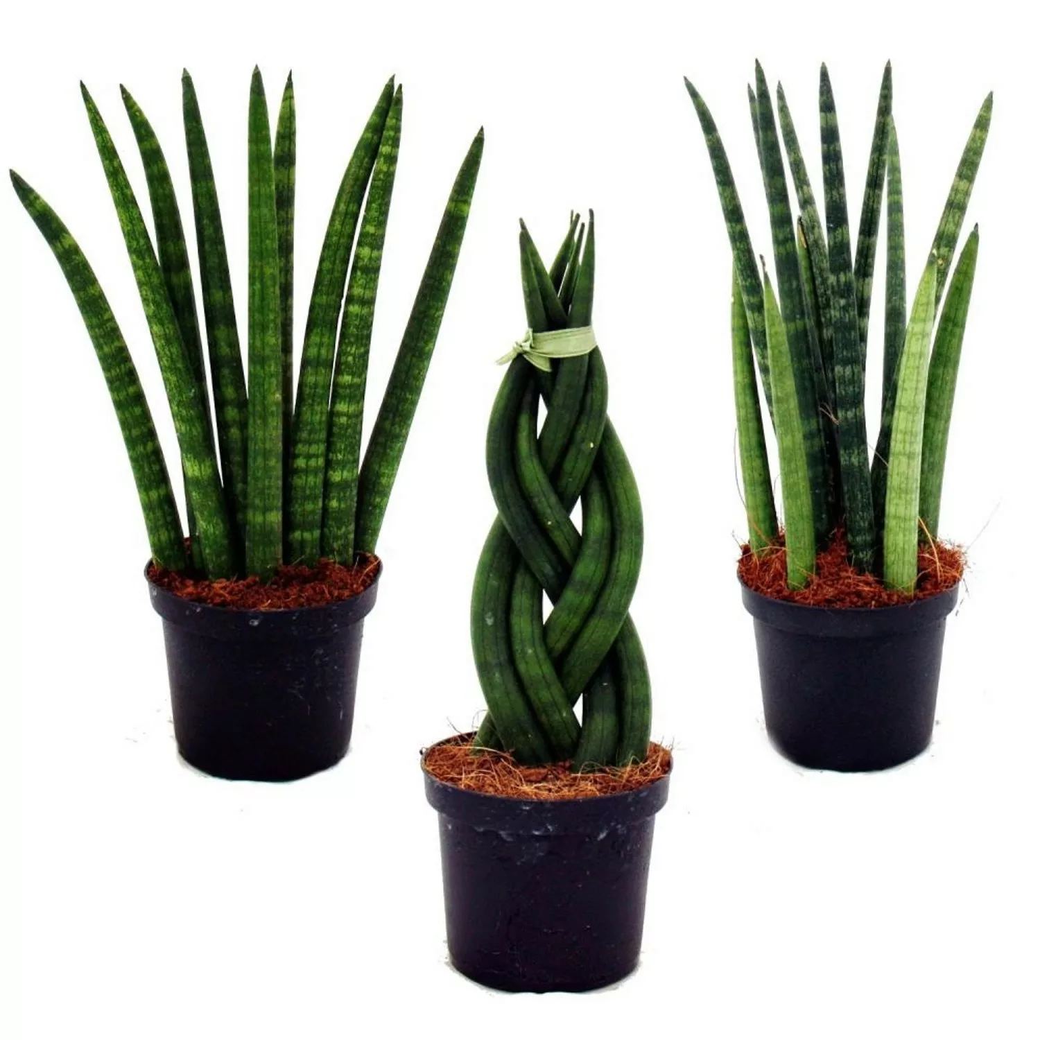 Exotenherz Sansevieria Cylindrica Pfiffiges 3Er Set im 9cm Topf Bogenhanf S günstig online kaufen