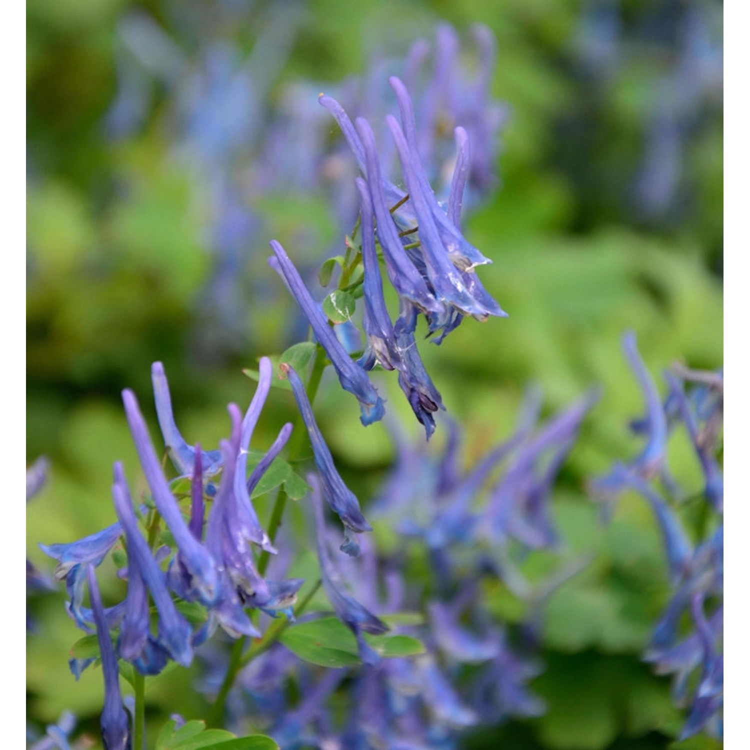 Lerchensporn Blue Summit - Corydalis elata günstig online kaufen