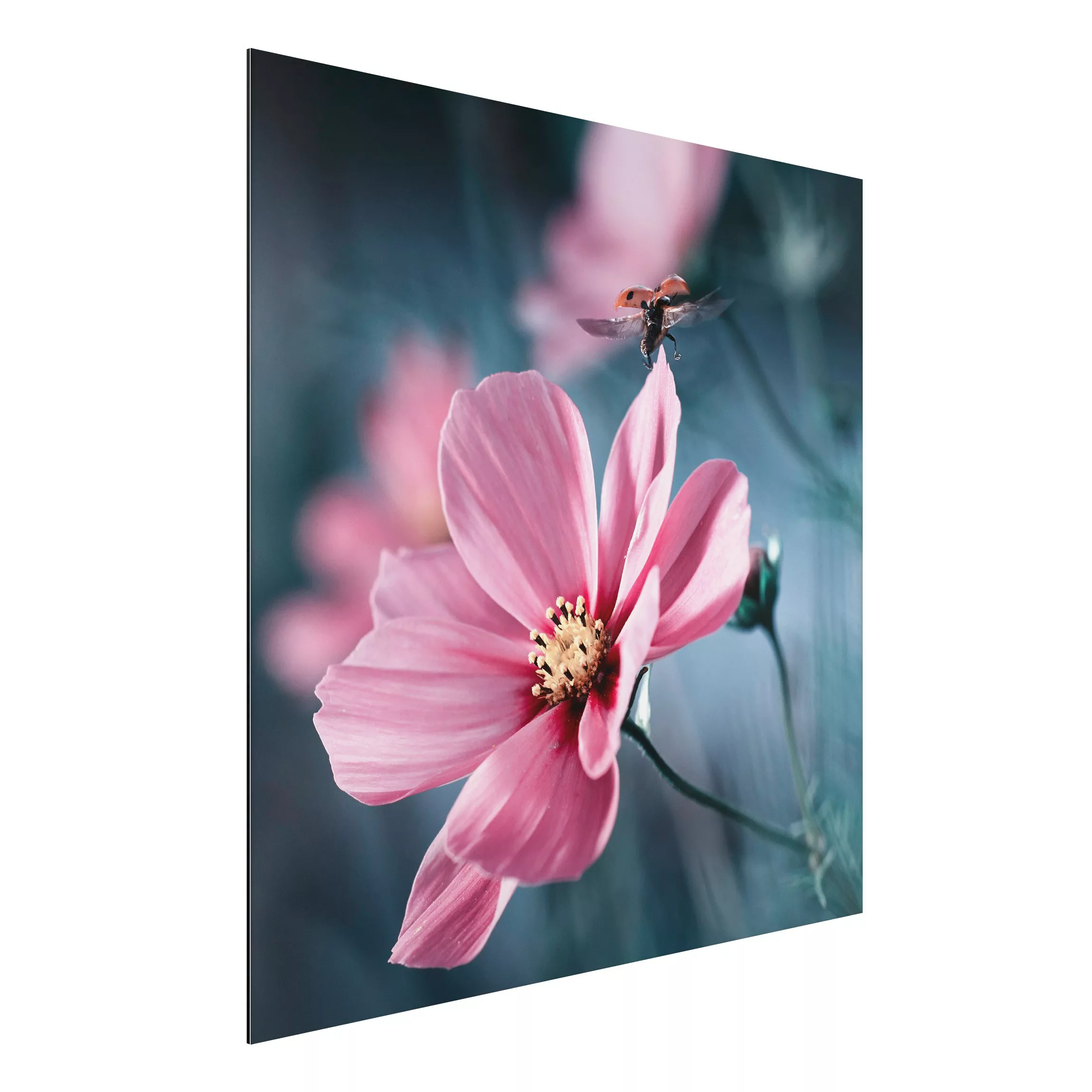 Alu-Dibond Bild Blumen - Quadrat Marienkäfer beim Start günstig online kaufen