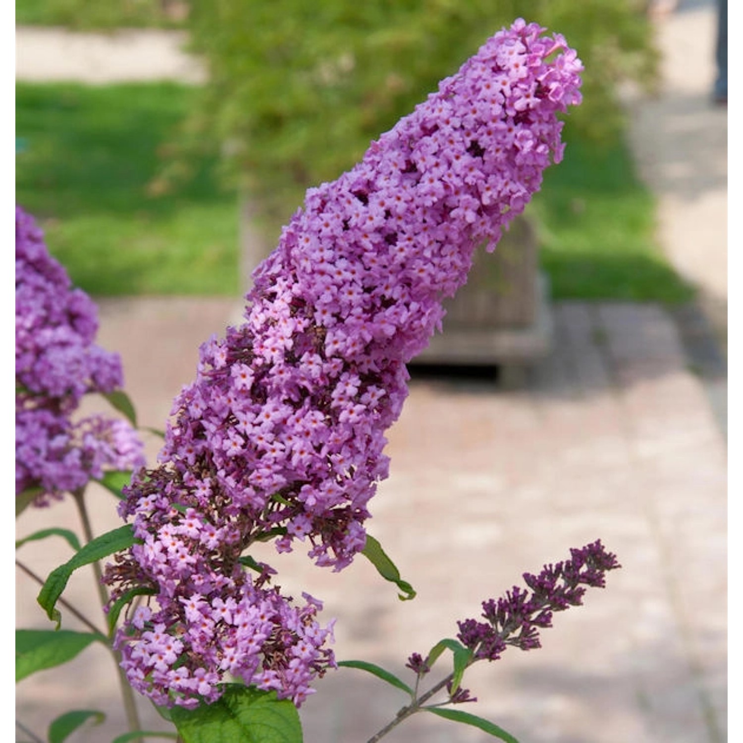 Sommerflieder Pink Delight 125-150cm - Buddleja günstig online kaufen