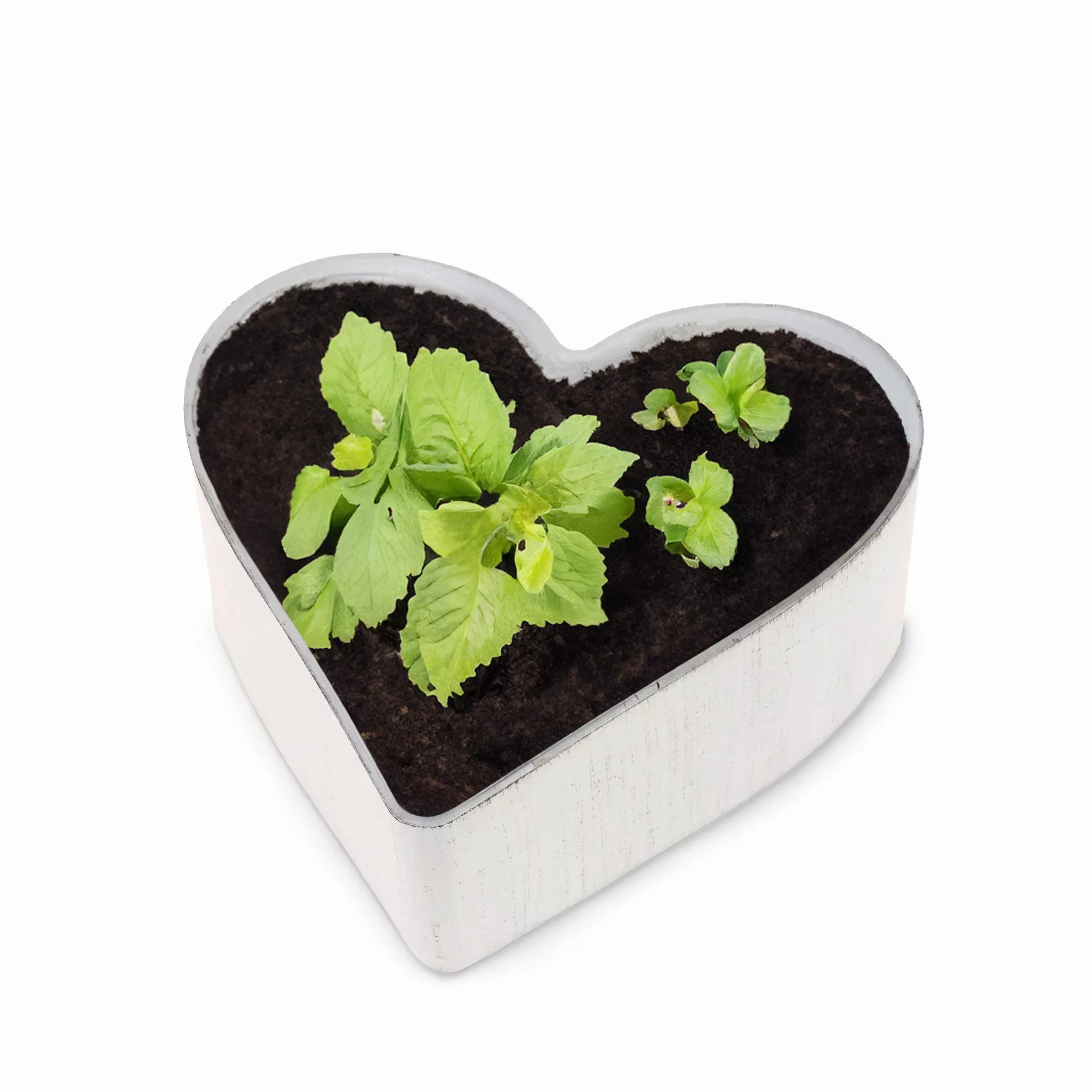 matches21 HOME & HOBBY Blumentopf Herz günstig online kaufen