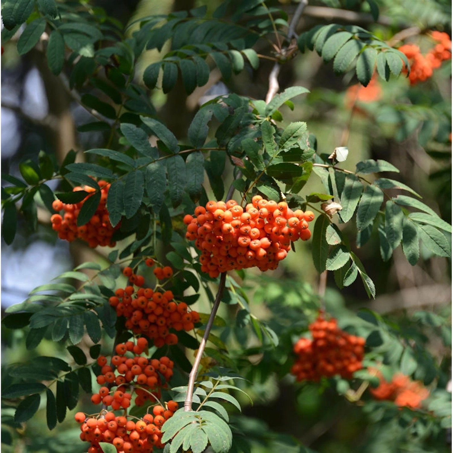 Sommergrüne Eberesche 125-150cm - Sorbus insignis günstig online kaufen