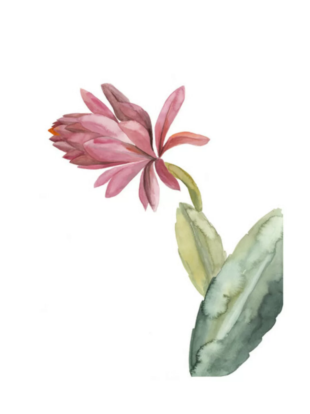 Poster / Leinwandbild - Mantika Botanical Kaktusblume Pink günstig online kaufen