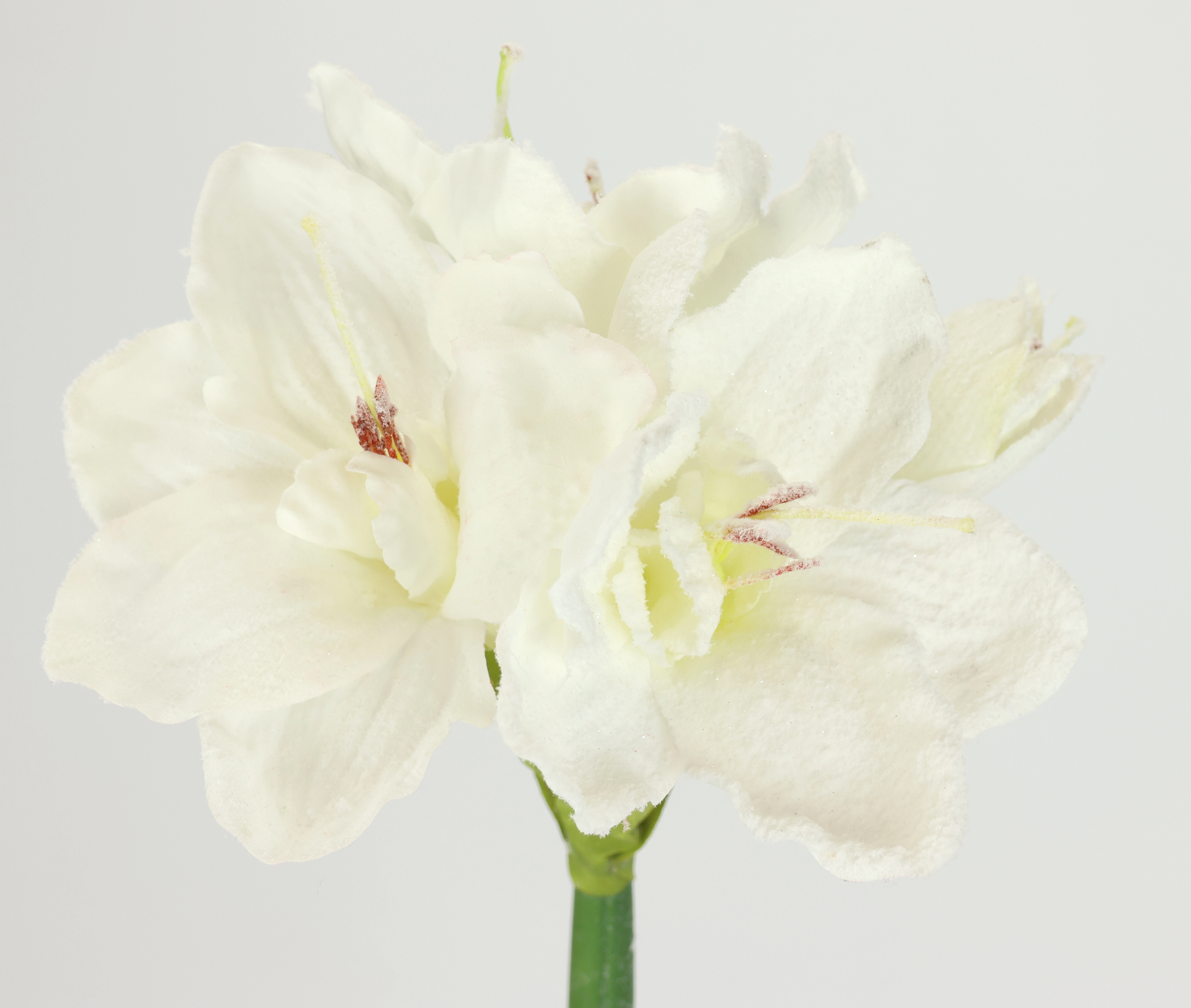 I.GE.A. Kunstblume "Amaryllis mit Kunstschnee", 2er Set Zweige Winterblume günstig online kaufen