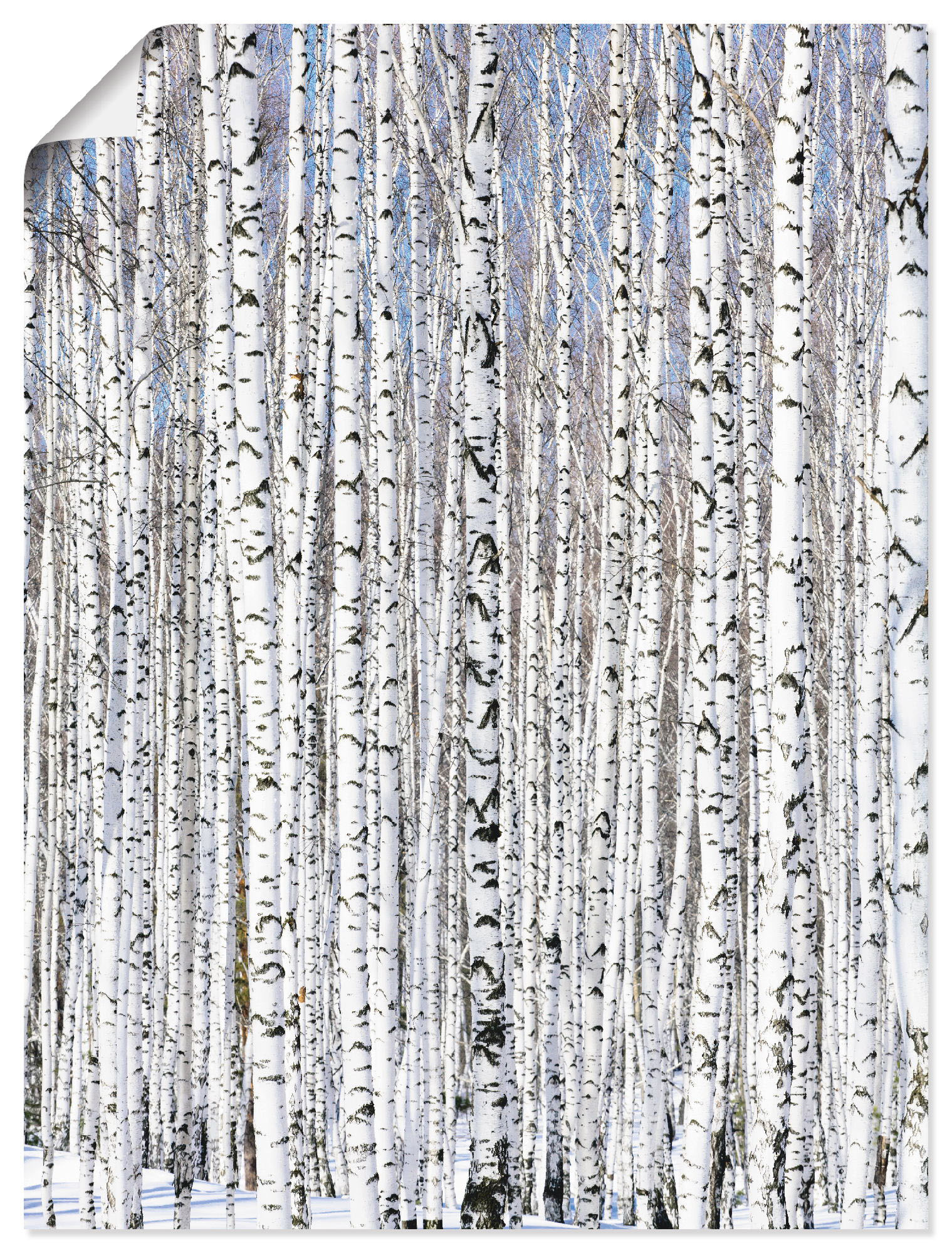 Artland Wandbild »Winterbirkenwald Wintergelassenheit«, Bäume, (1 St.), als günstig online kaufen