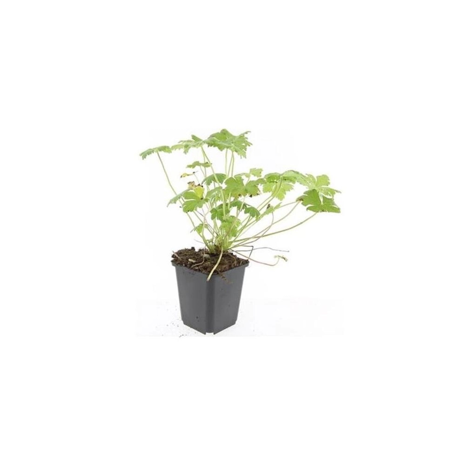 Exotenherz Bodendecker Balkan Storchschnabel Geranium Macrorrhizum Czakor 9 günstig online kaufen