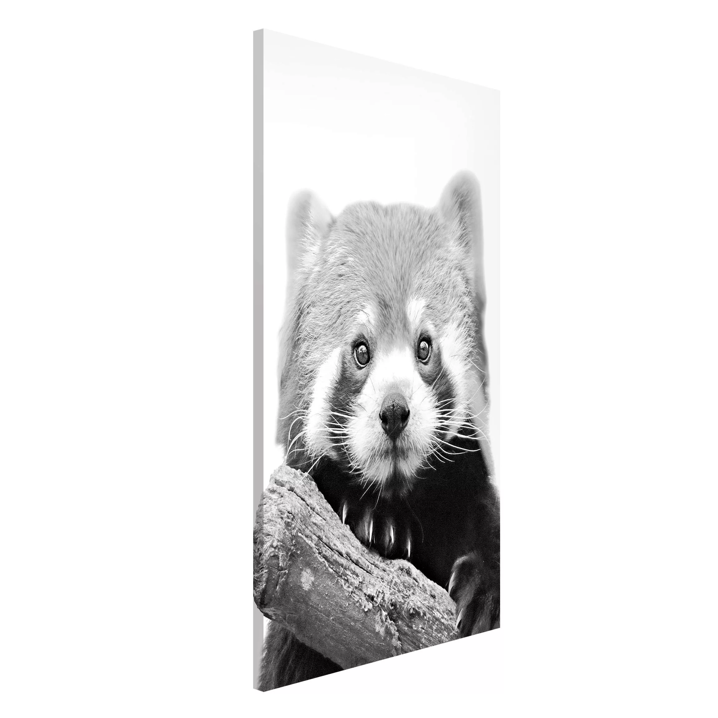 Magnettafel Roter Panda in Schwarz-weiß günstig online kaufen